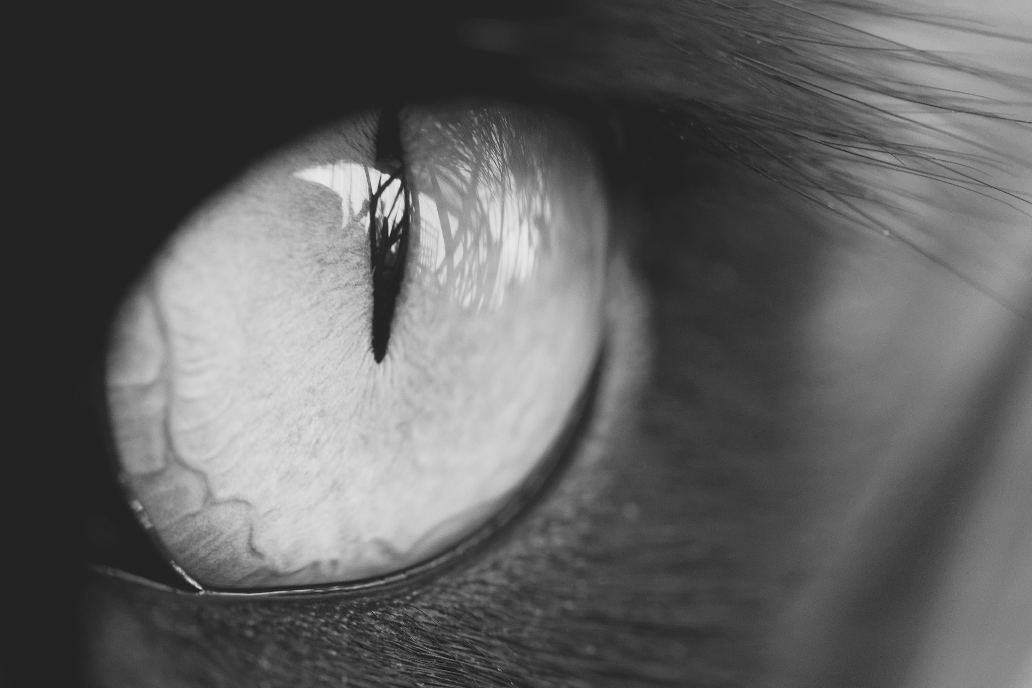 Canon EF-S 60mm F2.8 Macro USM sample photo. An observer photography