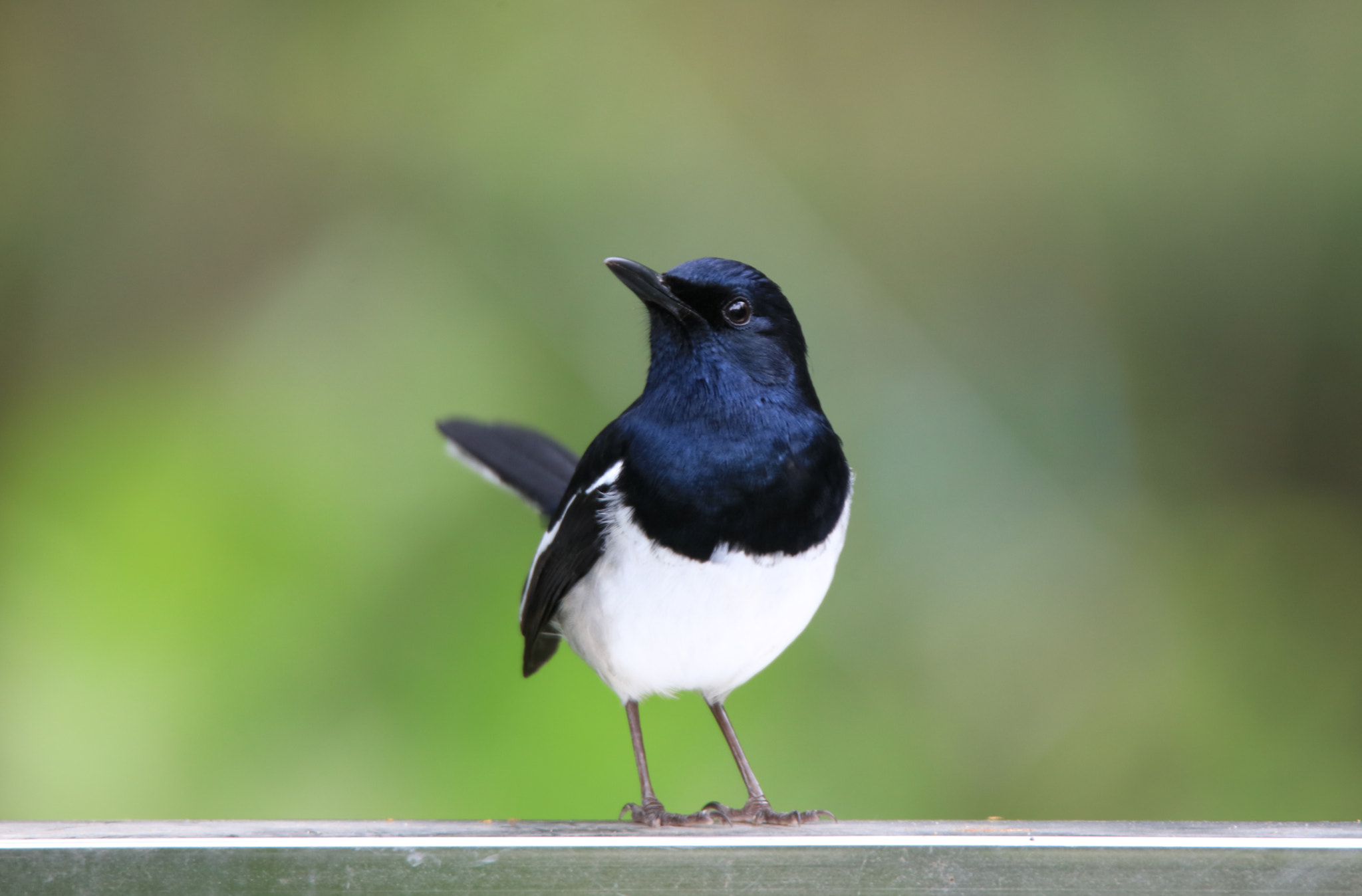 Tamron SP 150-600mm F5-6.3 Di VC USD sample photo. Oriental magpie-robin photography