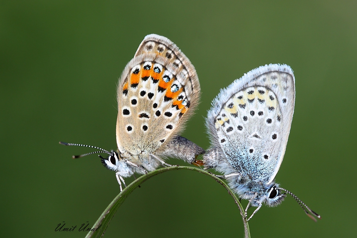 Canon EOS 40D + Canon EF 100mm F2.8 Macro USM sample photo. Silver-studded blue photography