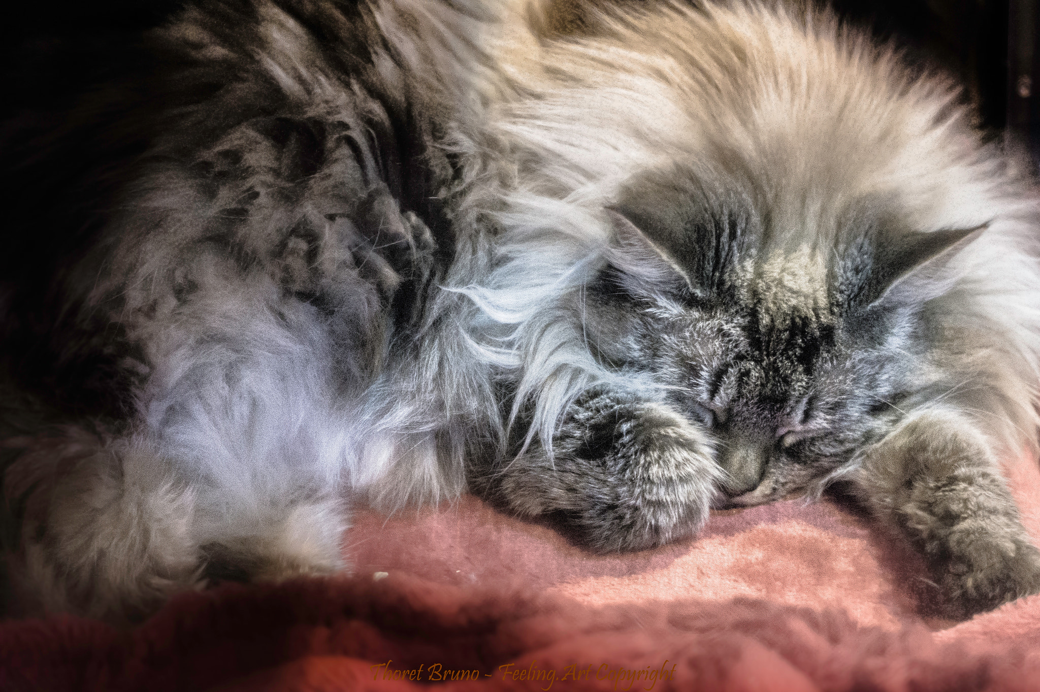 Sony Alpha a3000 sample photo. The lion dream tonight feeling-art.com photography
