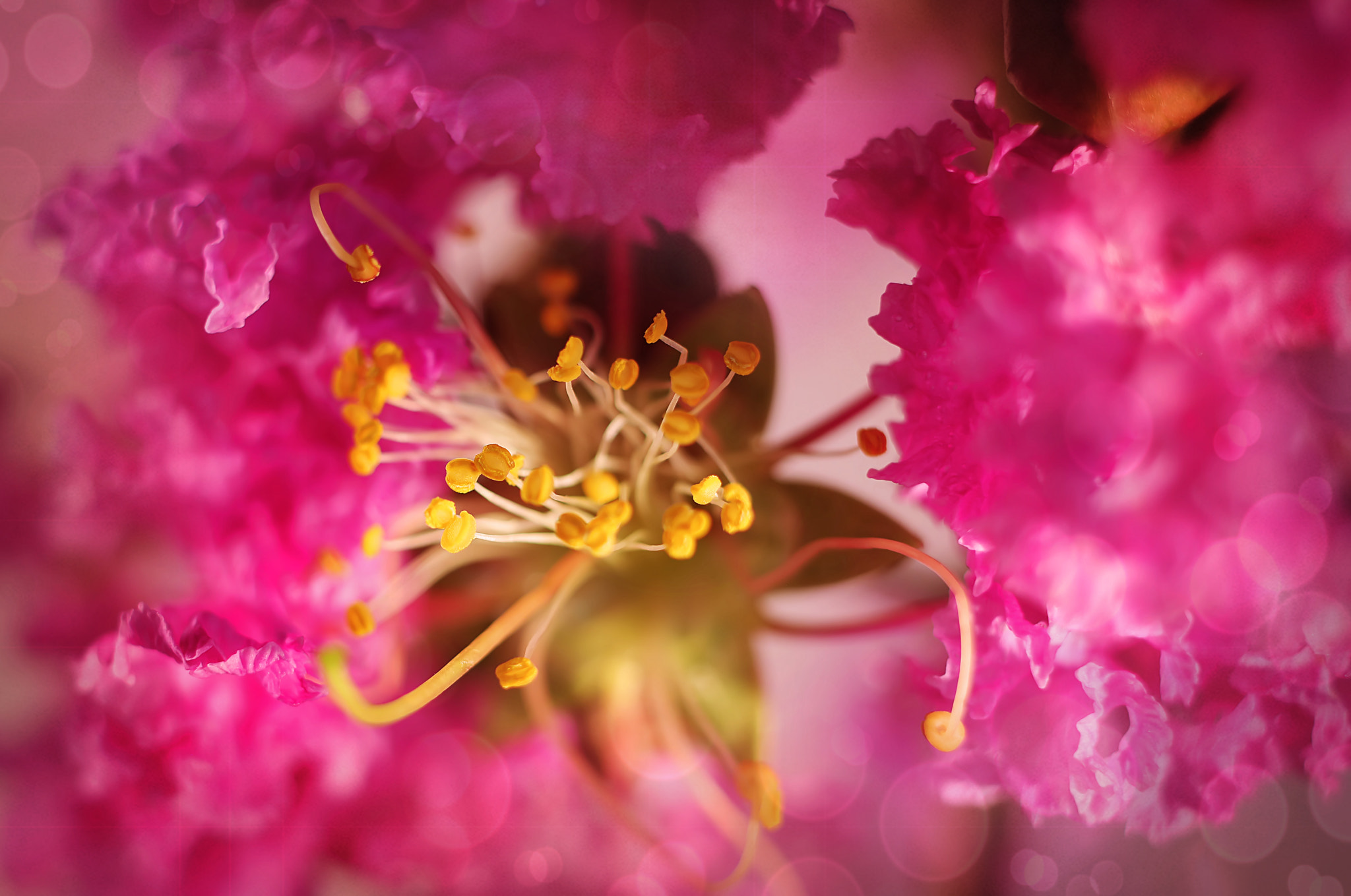 Canon EF 50mm F2.5 Macro sample photo. Blaze of glory photography