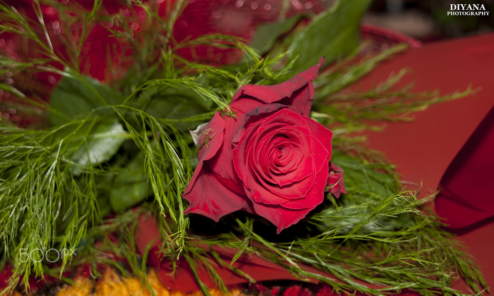Canon EF 38-76mm f/4.5-5.6 sample photo. Rose photography