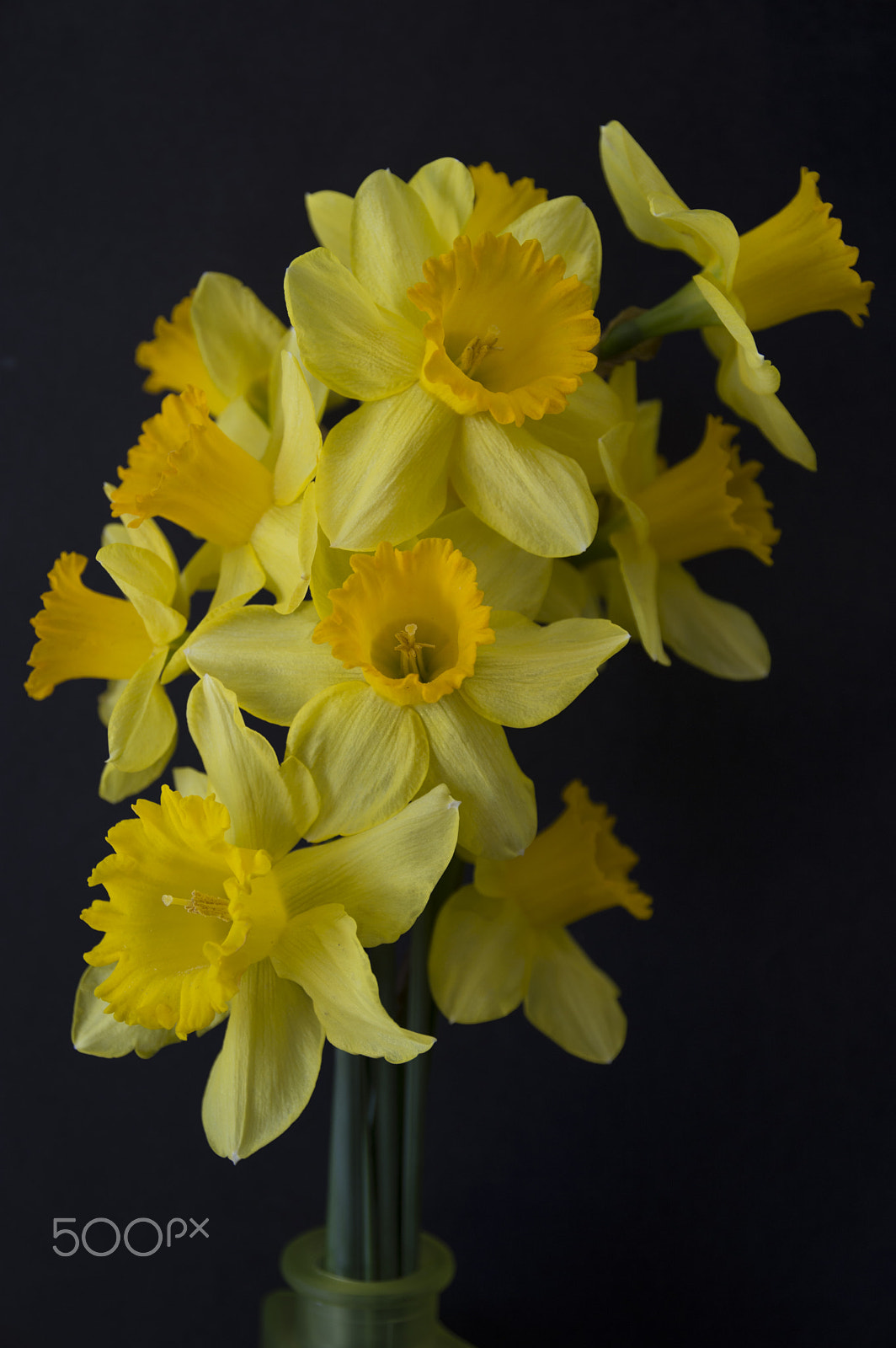 Sigma 17-70mm F2.8-4 DC Macro OS HSM | C sample photo. Narcissus photography