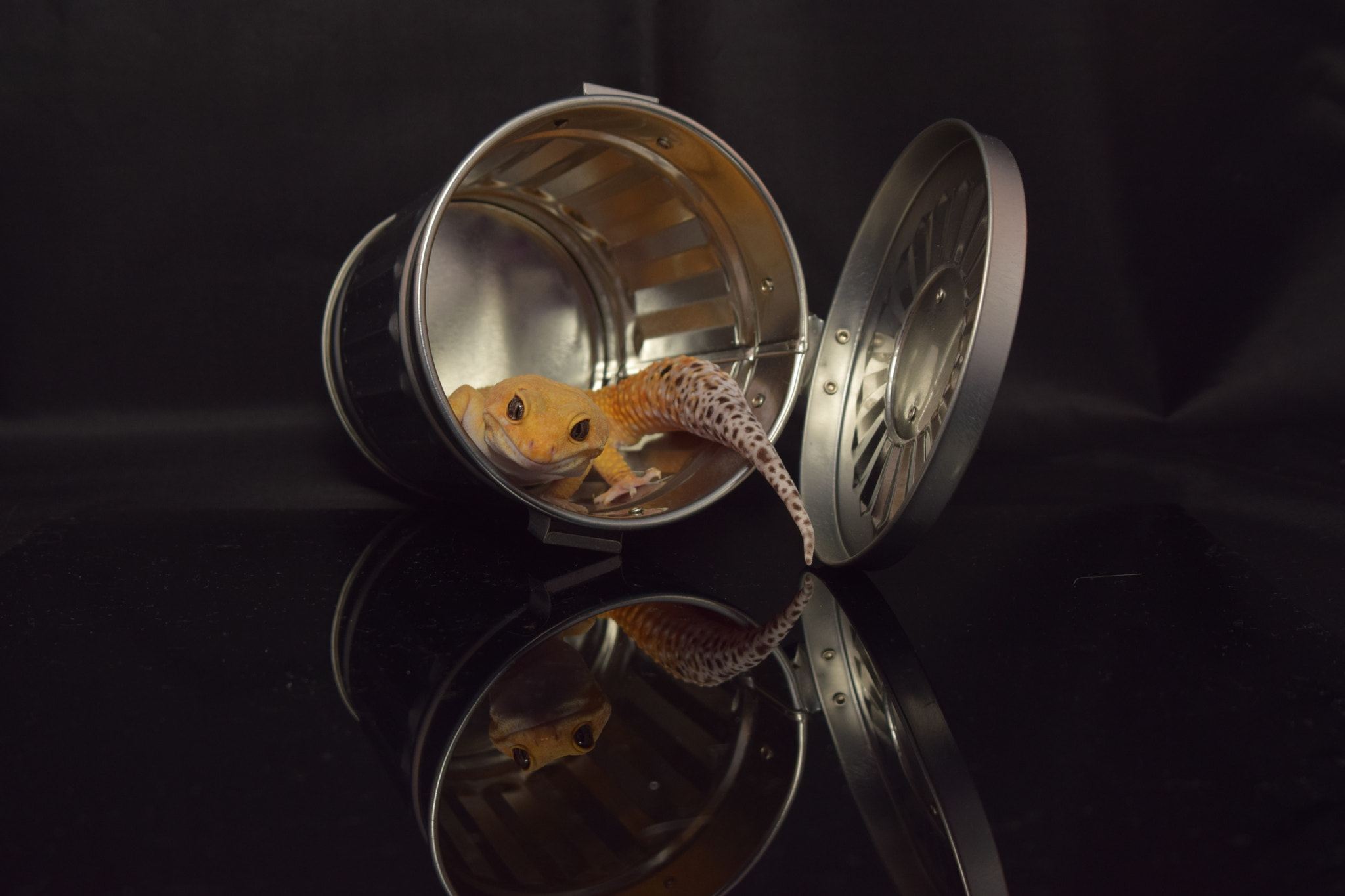 Sigma 28-105mm F2.8-4 Aspherical sample photo. Leopard gecko photography