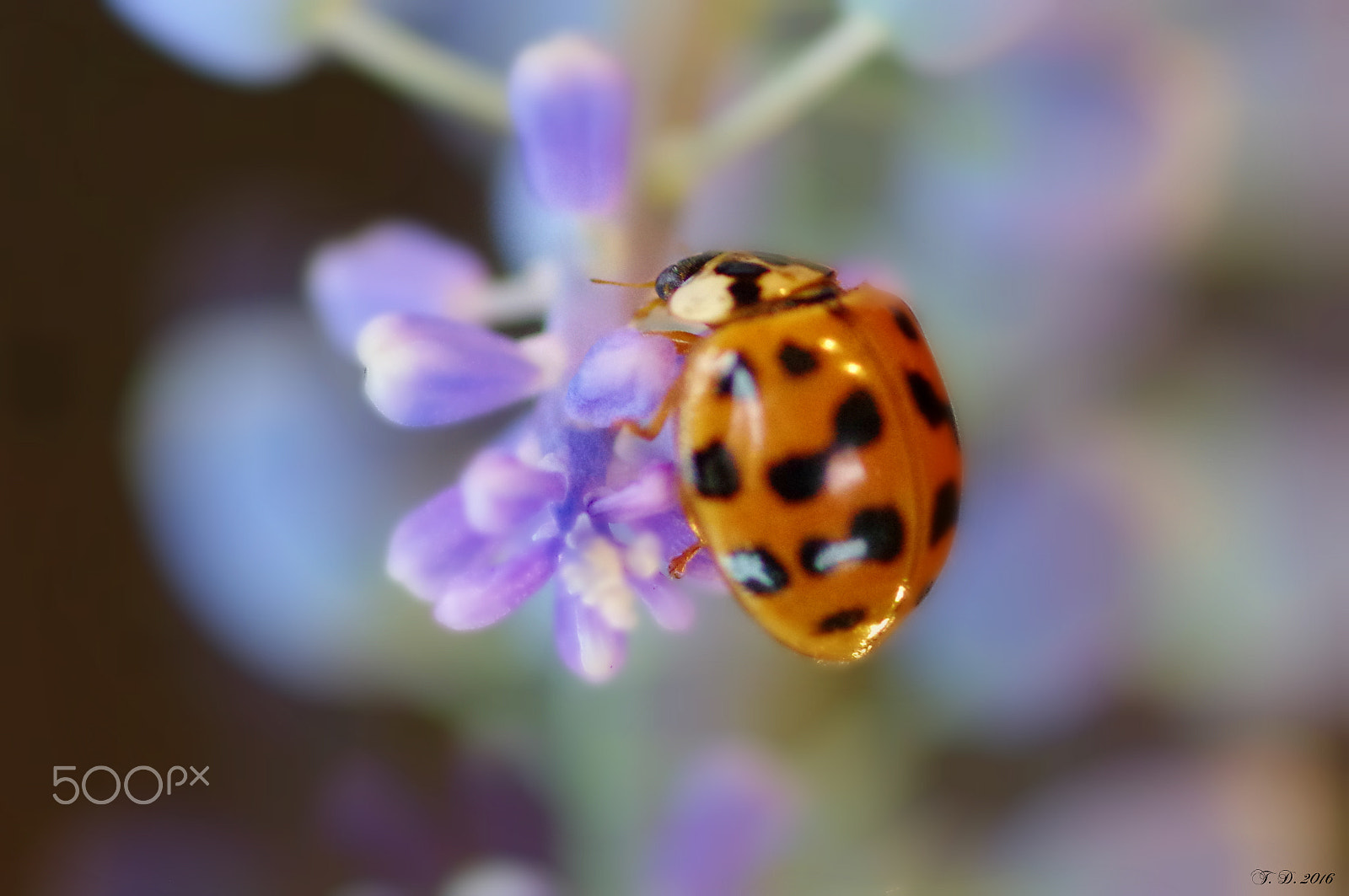 Pentax smc D-FA 100mm F2.8 macro sample photo. Marienkäfer photography