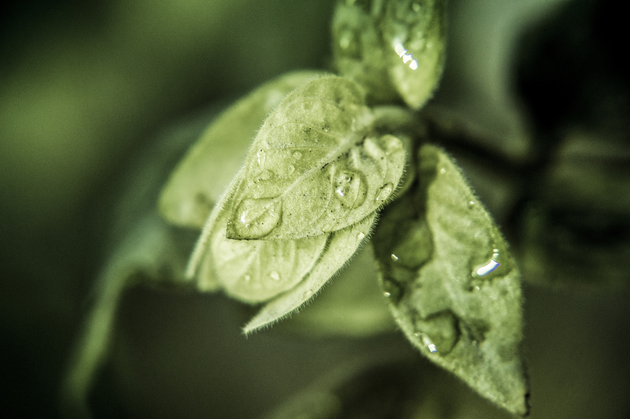 Sony Alpha a3500 sample photo. Leaf photography