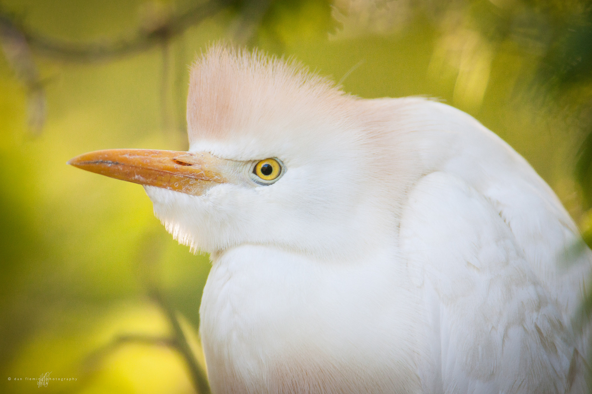 Canon EF 600mm f/4L IS sample photo. Steely gaze photography