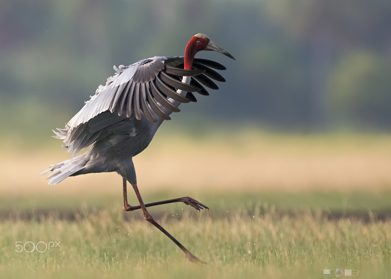 Nikon D800E + Nikon AF-S Nikkor 600mm F4D ED-IF II sample photo. Grus antigone photography