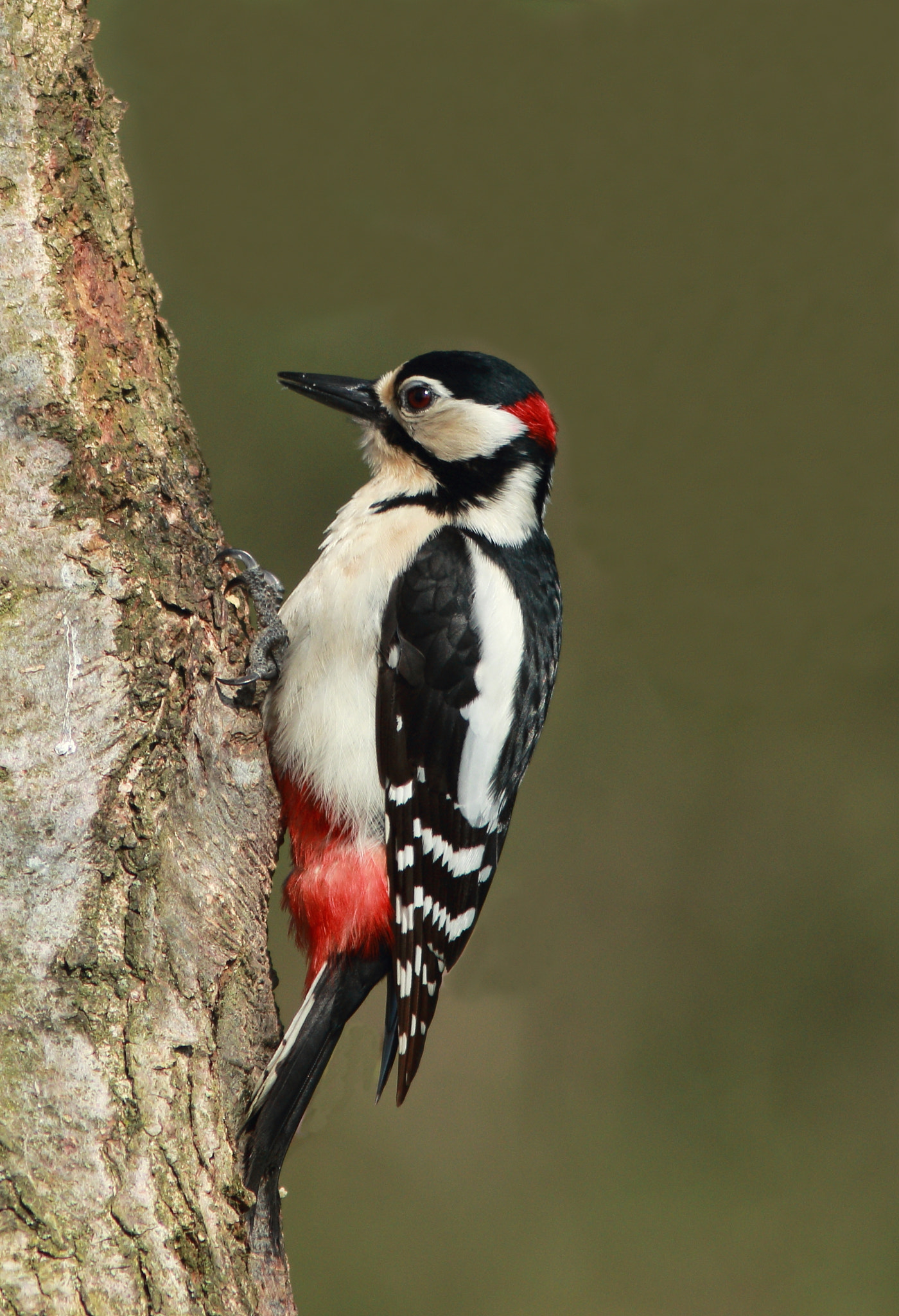 Canon EF 300mm F4L IS USM sample photo. Great spotted woodpecker (m) photography