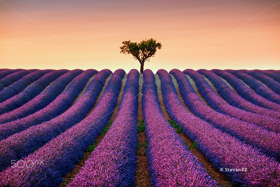 Canon EOS 5DS R + Canon EF 70-200mm F4L IS USM sample photo. Lavender and lonely tree uphill on sunset. provence, france photography