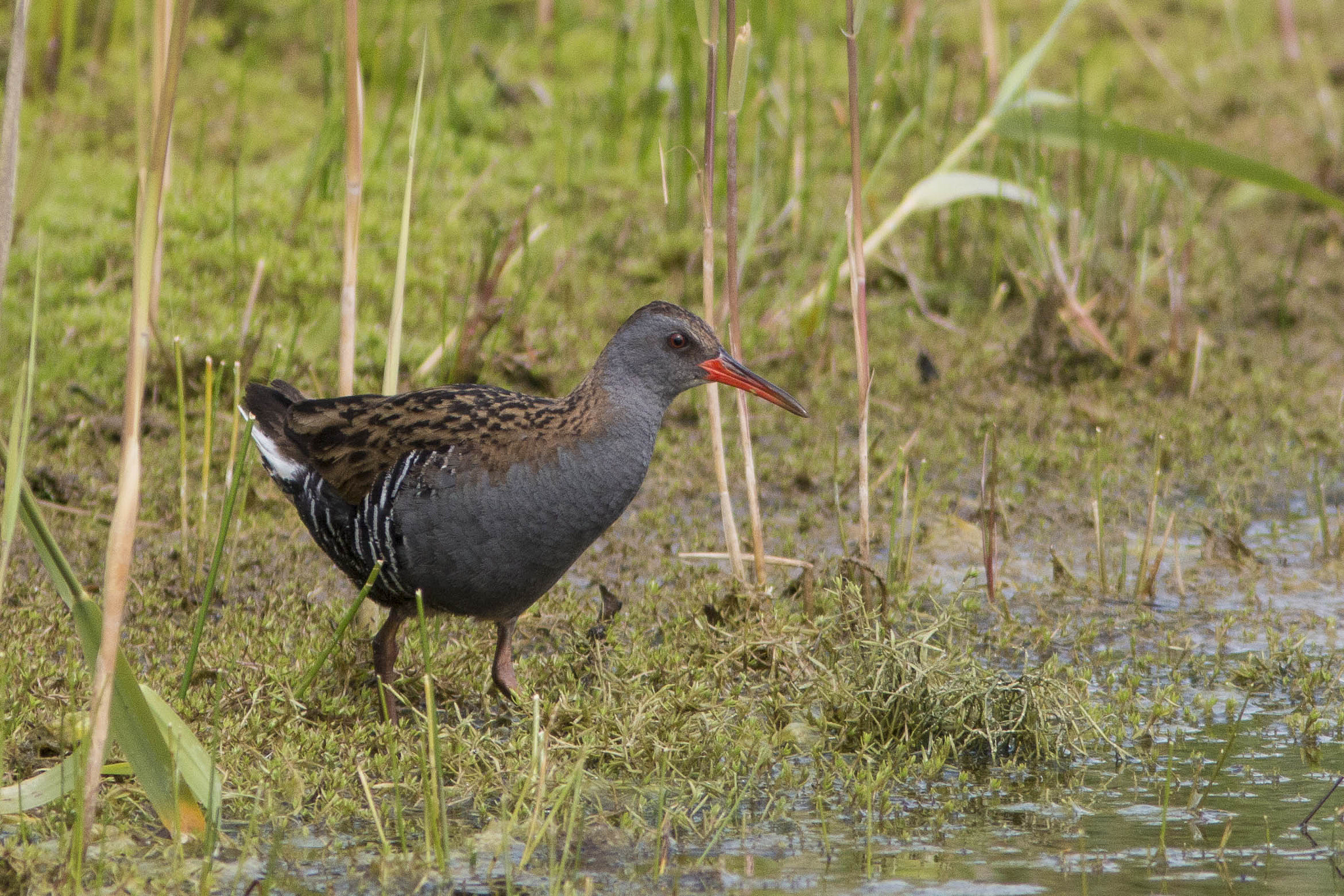 Canon EF 300mm F4L IS USM sample photo. Water rail photography