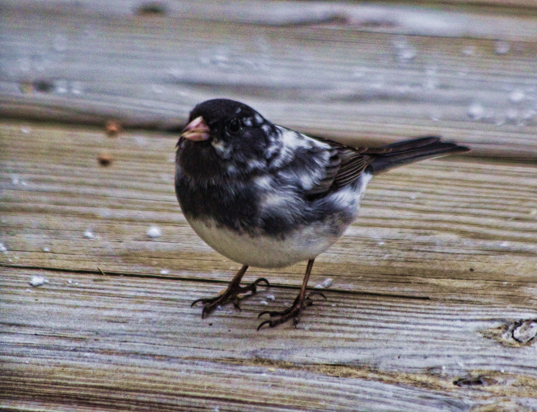 Canon EF 70-300mm F4-5.6 IS USM sample photo. Finch photography