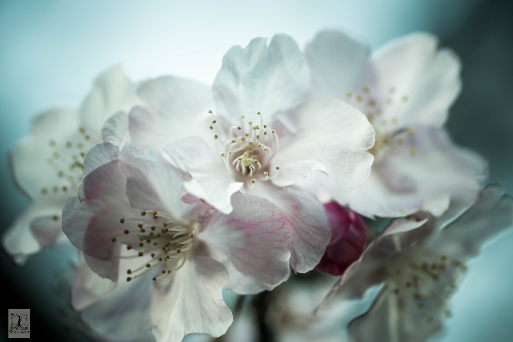 Sony ILCA-77M2 + Tamron SP AF 90mm F2.8 Di Macro sample photo. Kawazu cherry blossoms photography