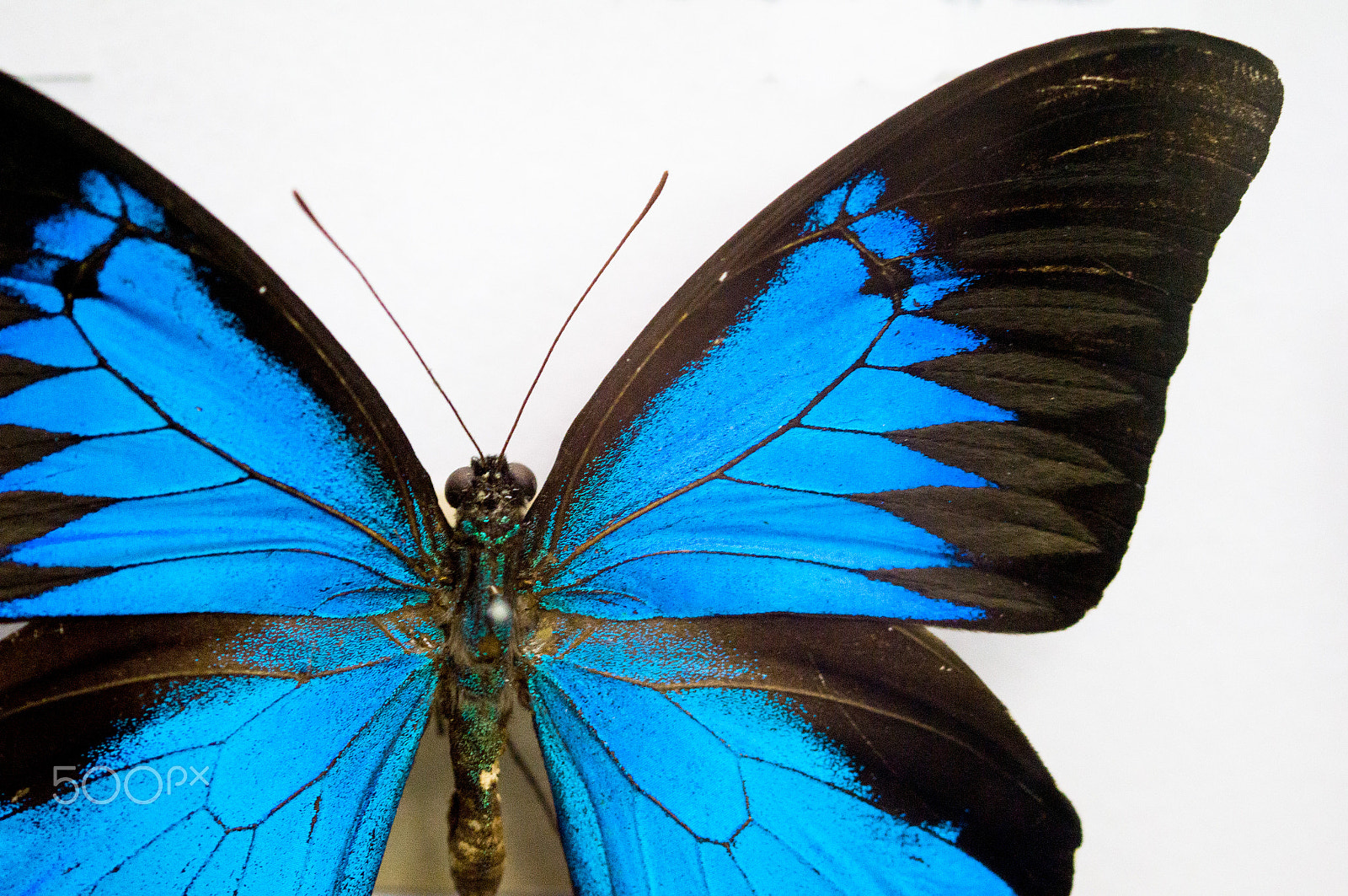 Sony SLT-A57 + 105mm F2.8 sample photo. Butterfly photography