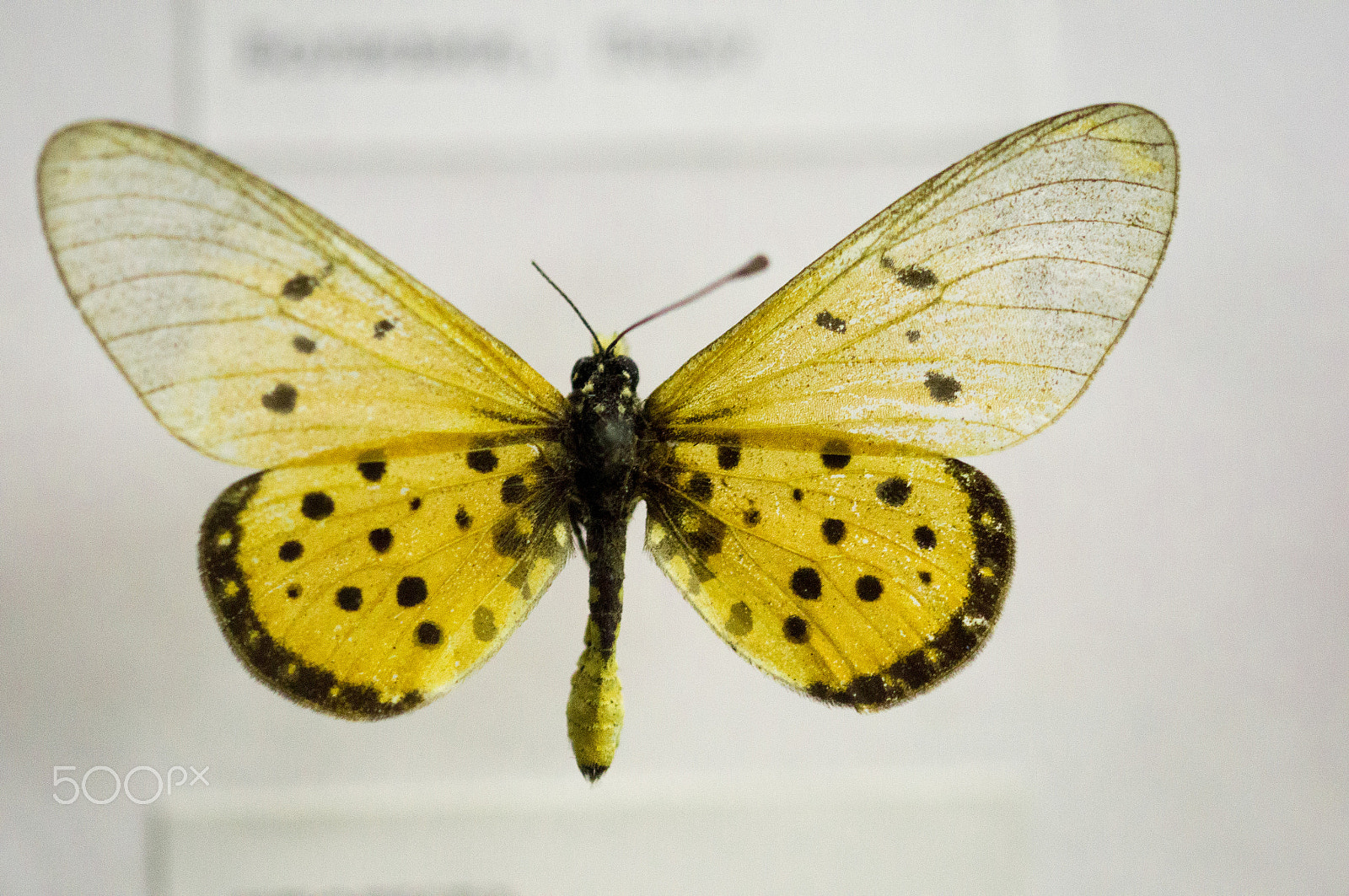 Sony SLT-A57 + 105mm F2.8 sample photo. Butterfly photography