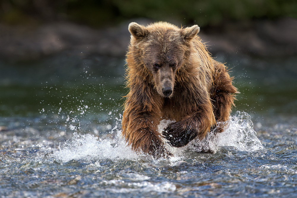 Canon EF 400mm F4 DO IS II USM sample photo. Volle kraft voraus photography