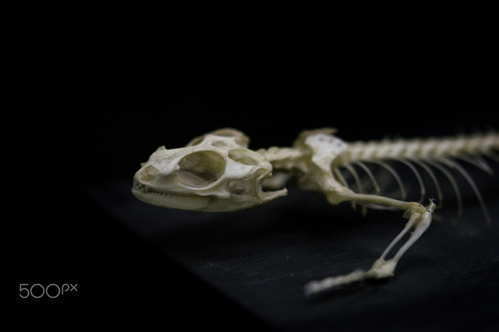 Sony SLT-A57 + 105mm F2.8 sample photo. Lizard photography