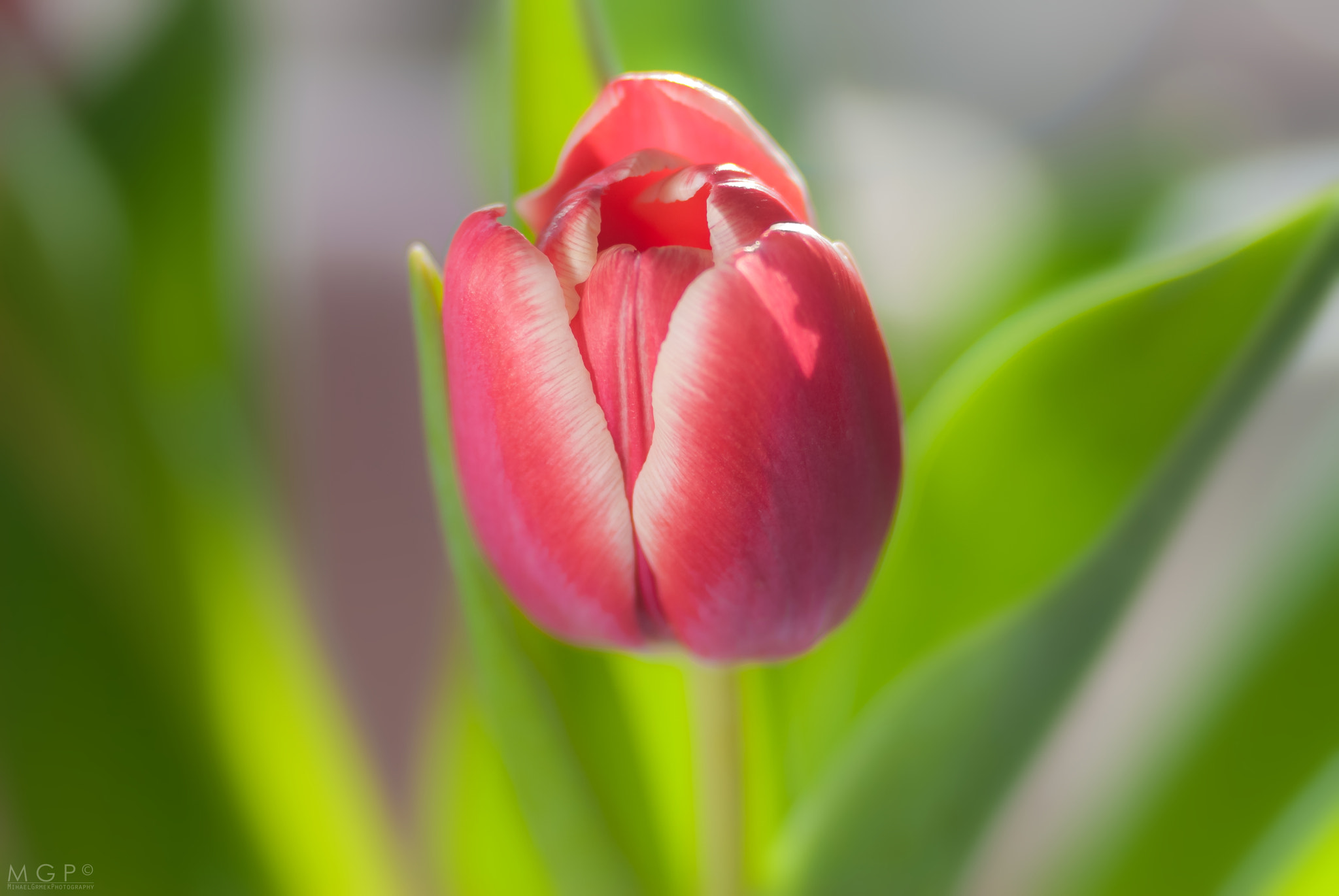 Nikon AF-Nikkor 80-200mm F2.8D ED sample photo. Tulip photography