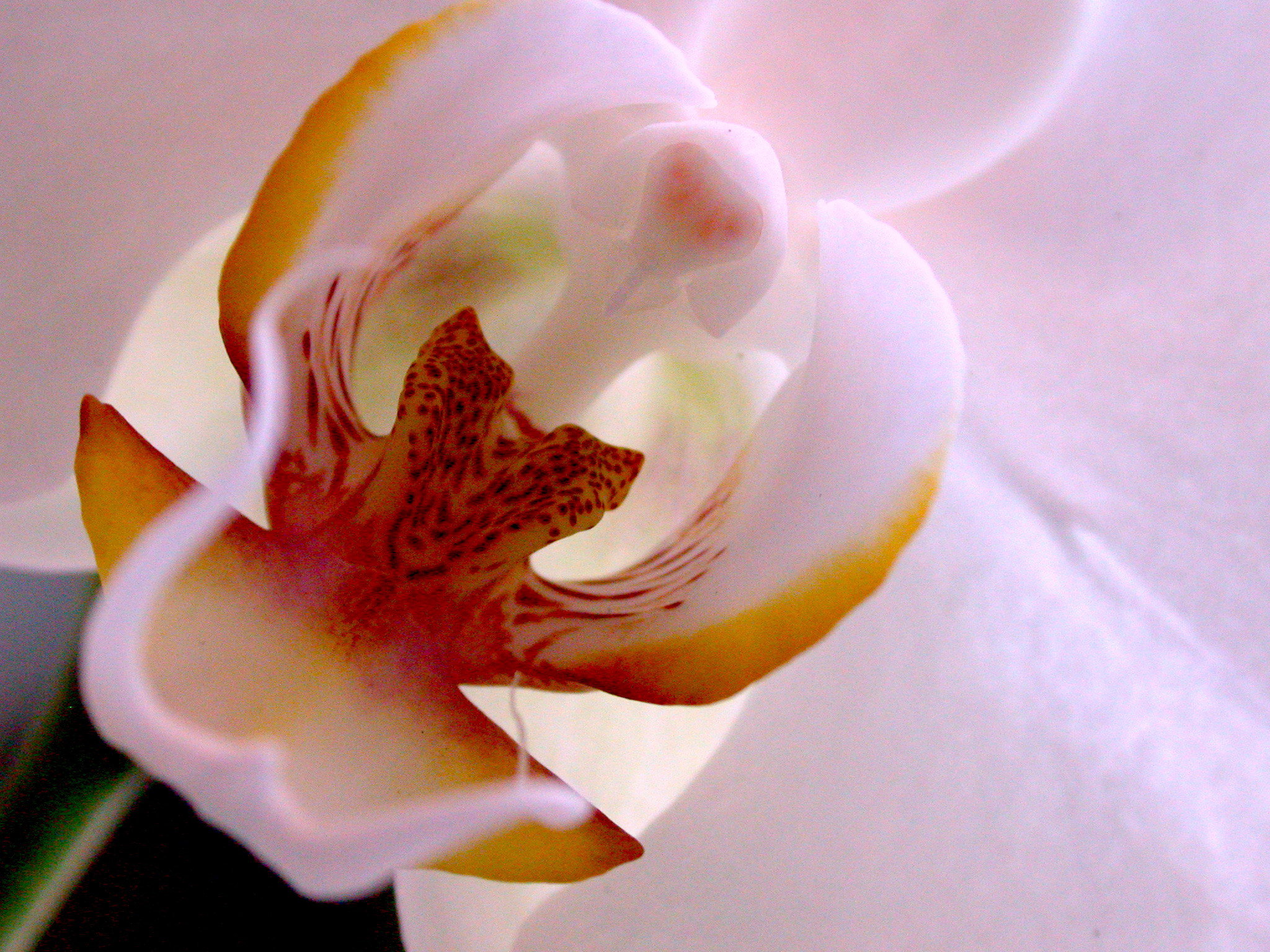 Nikon E995 sample photo. Ochide photography
