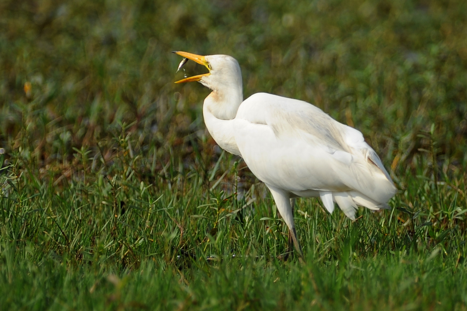 Nikon D3S + Tokina AT-X 304 AF (AF 300mm f/4.0) sample photo. Catch photography