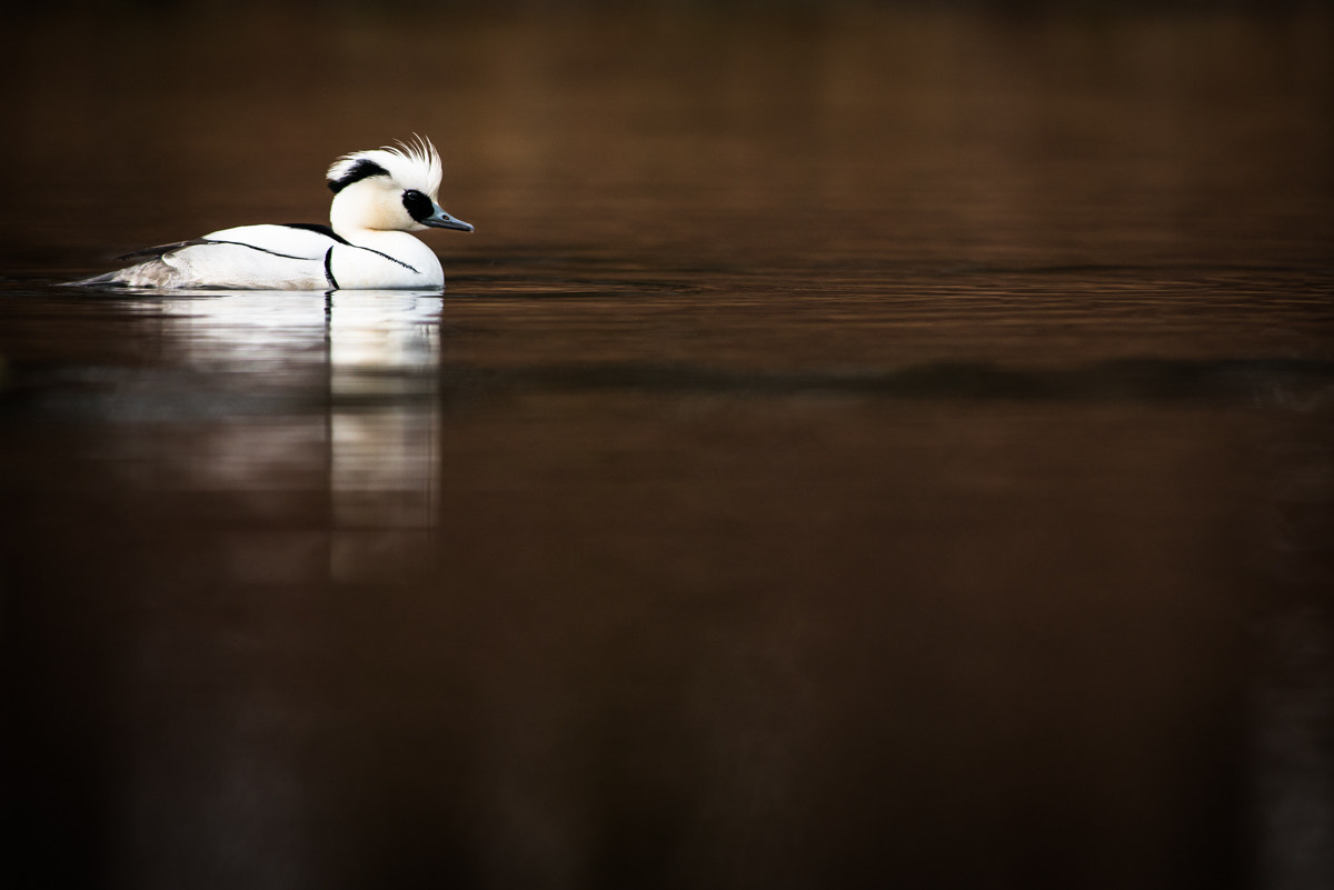 Nikon AF-S Nikkor 300mm F2.8G ED VR II sample photo. Smew photography