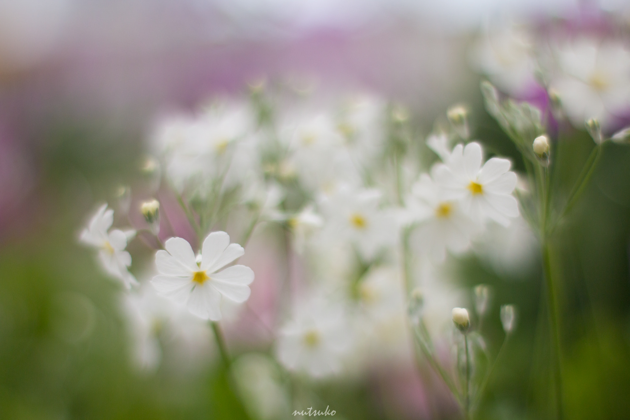 Canon EOS 70D + ZEISS Planar T* 50mm F1.4 sample photo. White little flowers photography