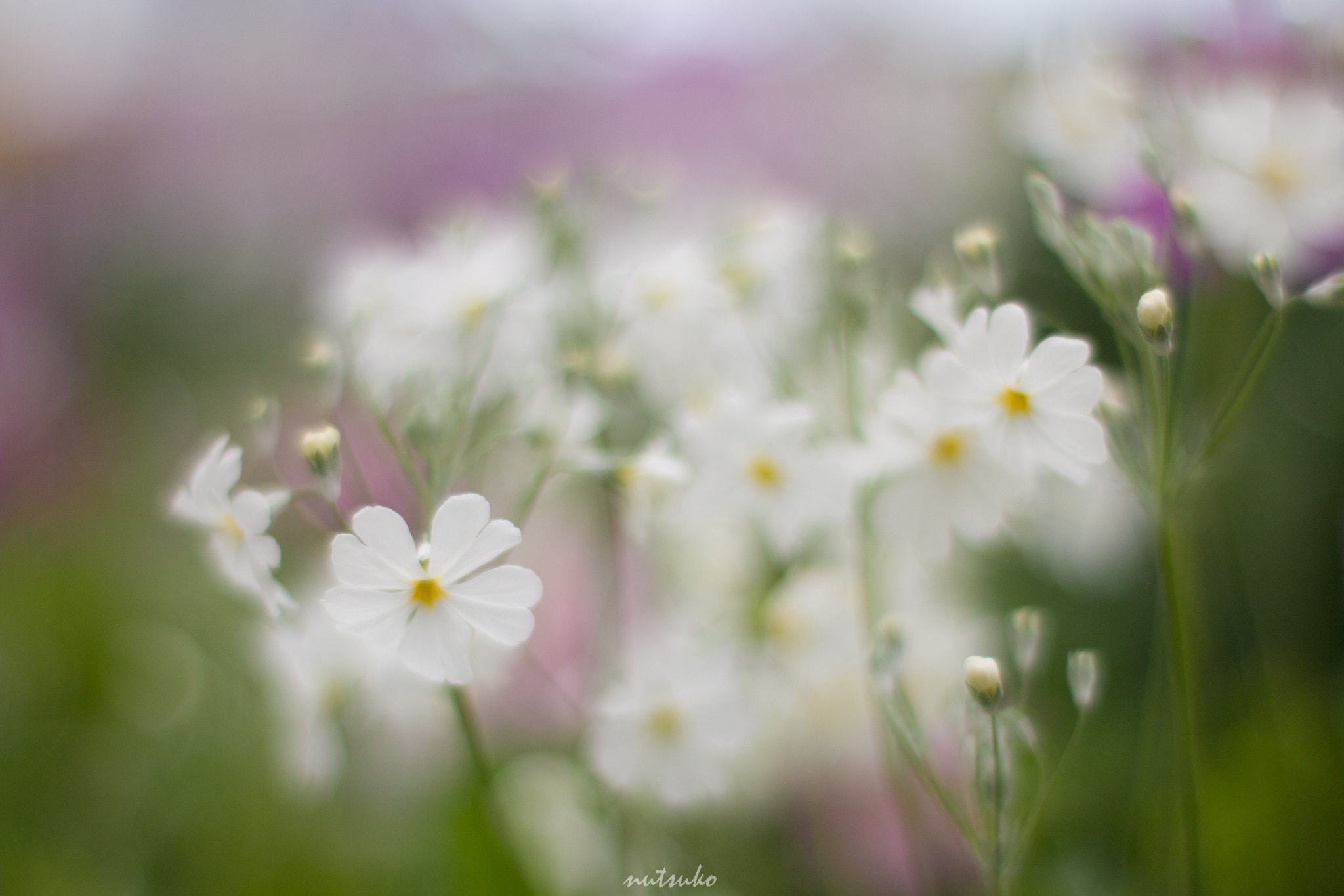 ZEISS Planar T* 50mm F1.4 sample photo. White little flowers photography