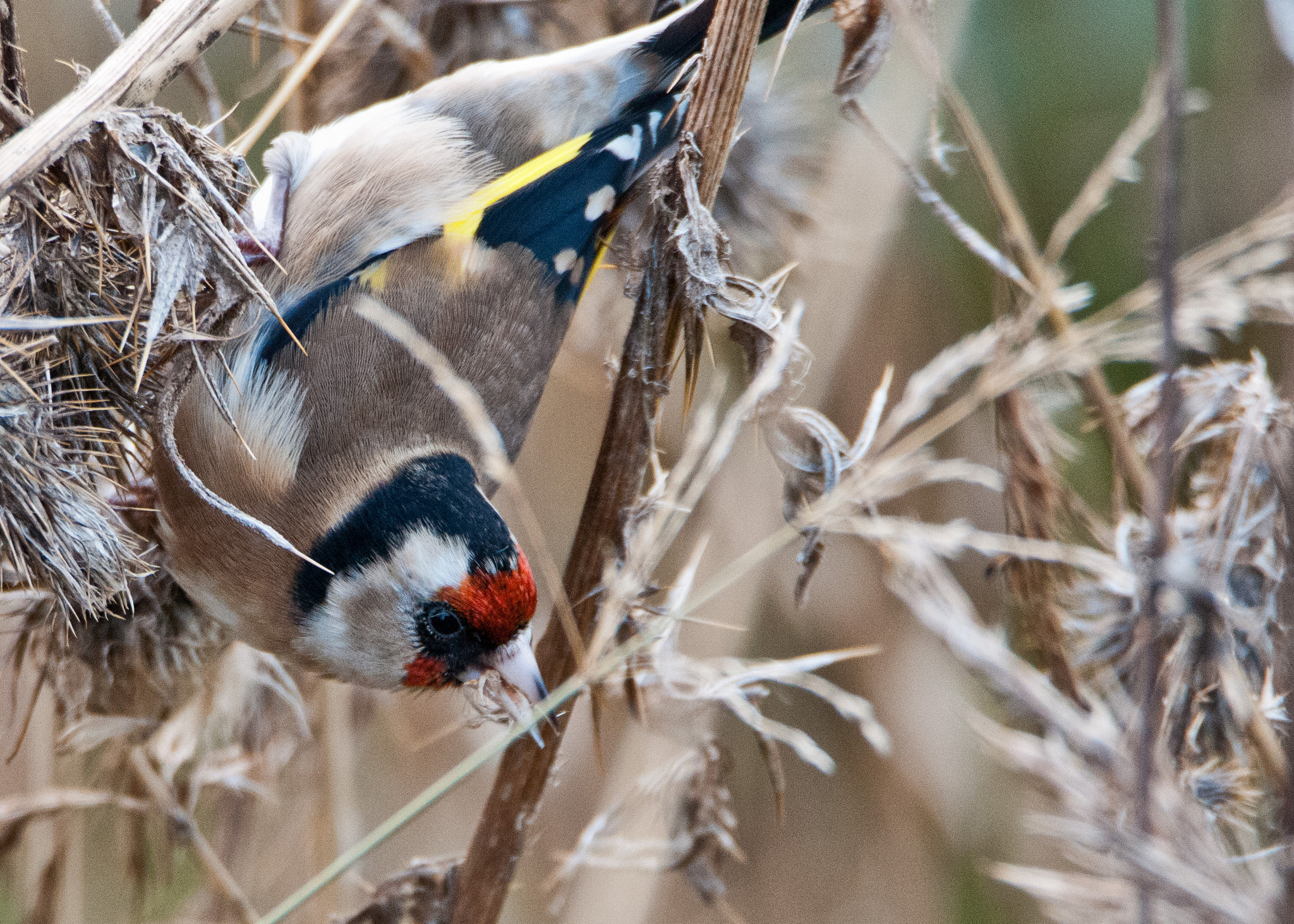 Nikon D300S + Tamron SP 150-600mm F5-6.3 Di VC USD sample photo. Goldfinch on seeds photography