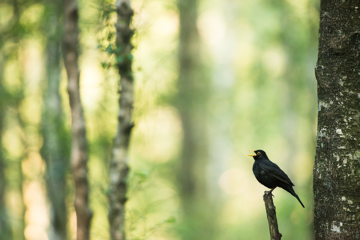 Nikon AF-S Nikkor 300mm F2.8G ED VR II sample photo. Blackbird singing photography