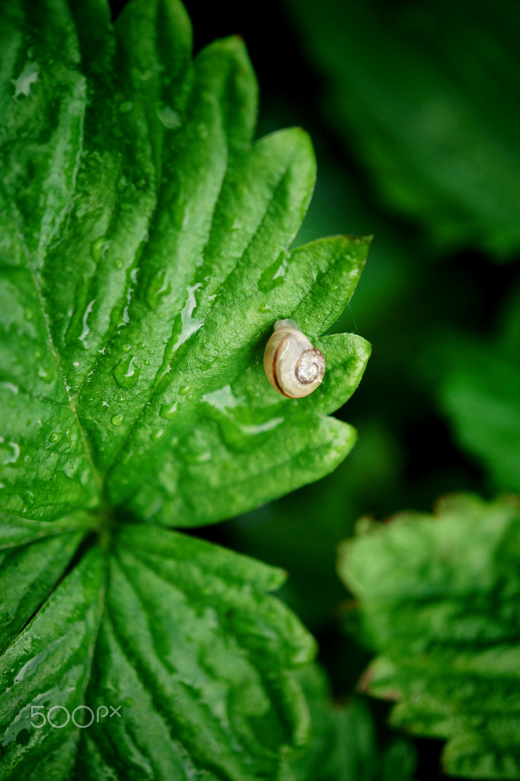 Sony Alpha NEX-7 + Sony E 30mm F3.5 Macro sample photo. Little snail photography