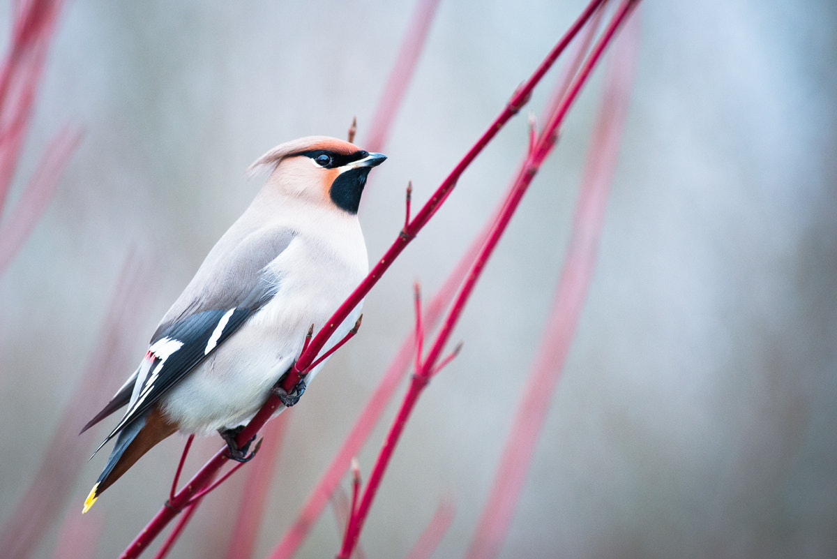 Nikon D800E + Nikon AF-S Nikkor 300mm F2.8G ED VR II sample photo. Bohemian waxwing photography