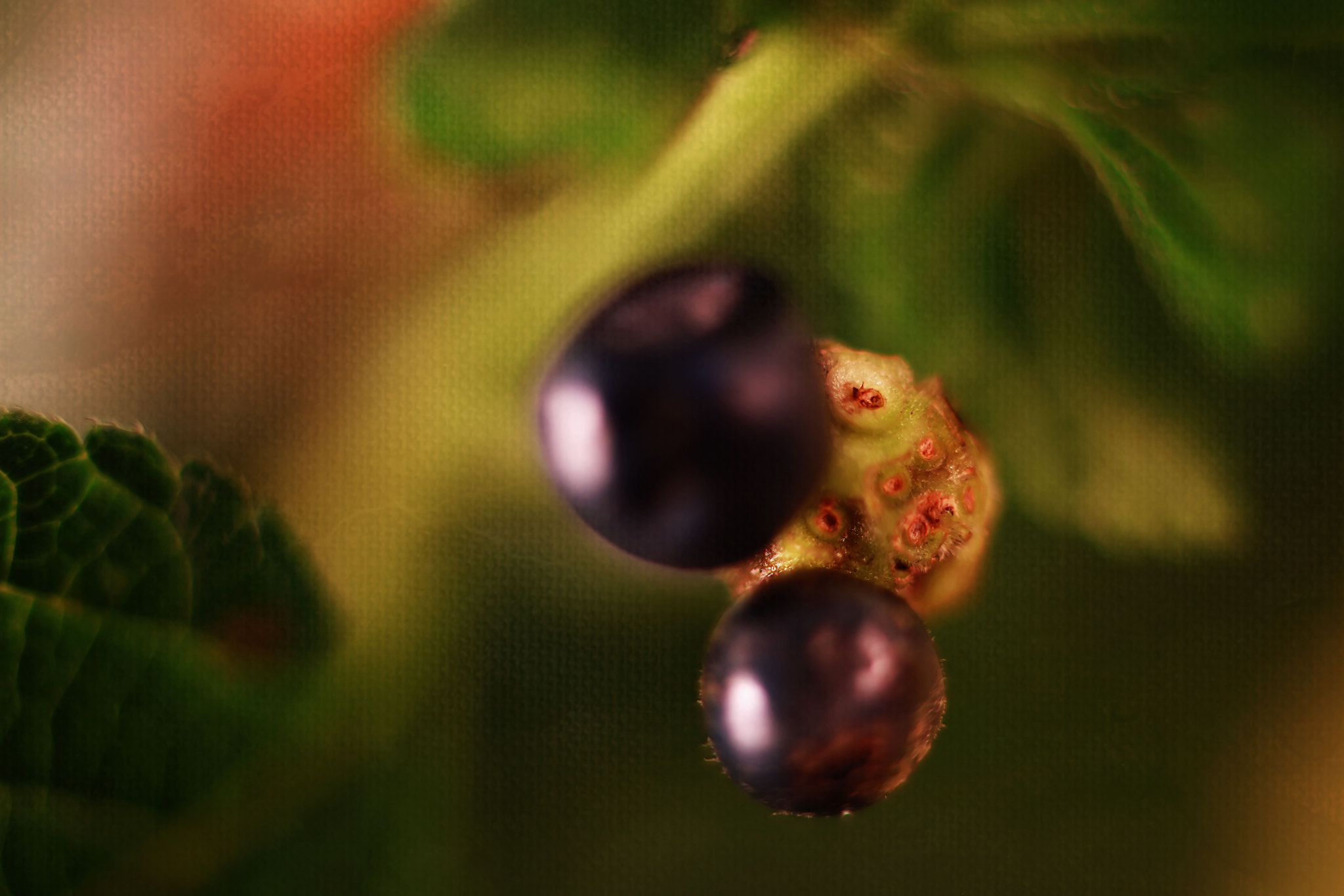 Canon EF 50mm F2.5 Macro sample photo. Believe photography