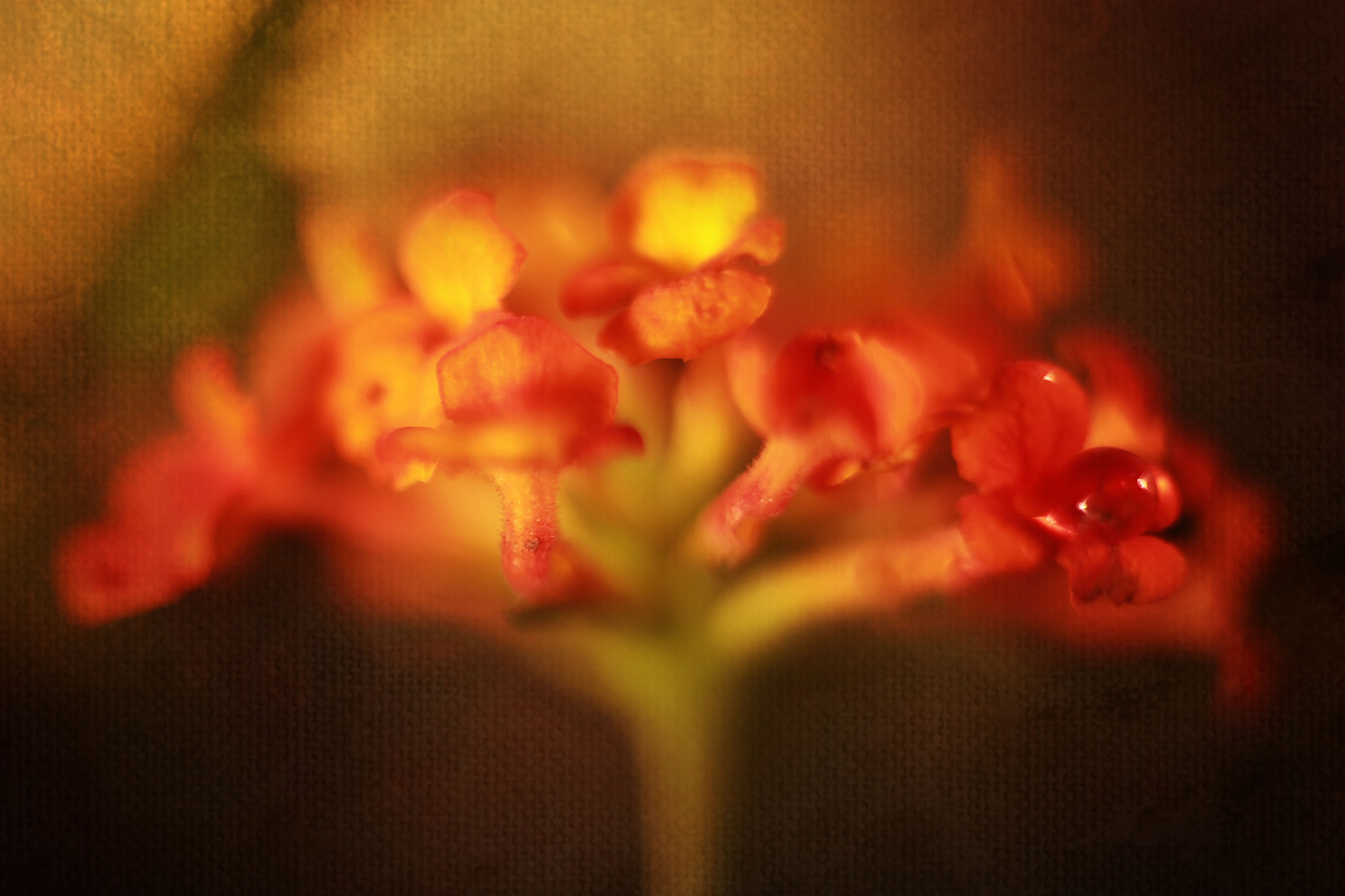 Canon EF 50mm F2.5 Macro sample photo. Celebrate photography