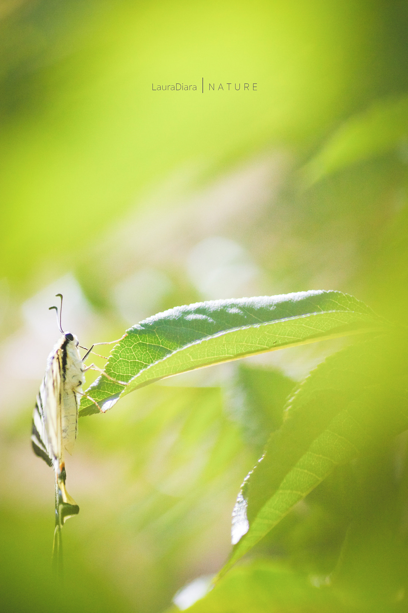 Canon EOS 40D + Tamron SP AF 90mm F2.8 Di Macro sample photo. Summer colors photography