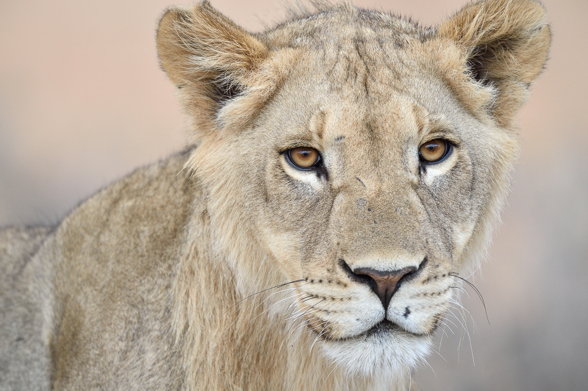 Nikon D4S + Nikon AF-S Nikkor 500mm F4G ED VR sample photo. Kalahari young male lion photography