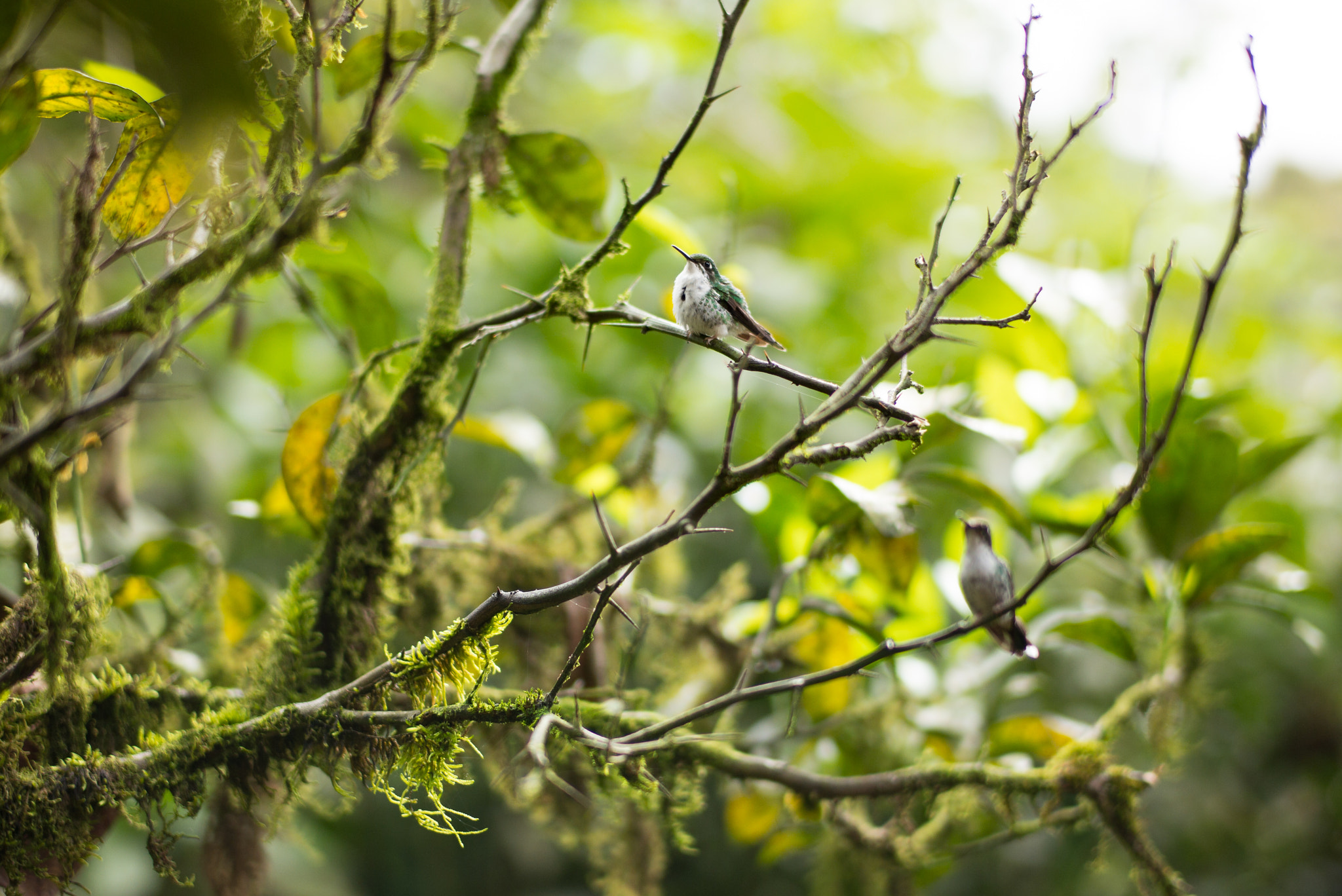 Leica Tri-Elmar-M 16-18-21mm F4 ASPH sample photo. Hummingbirds photography