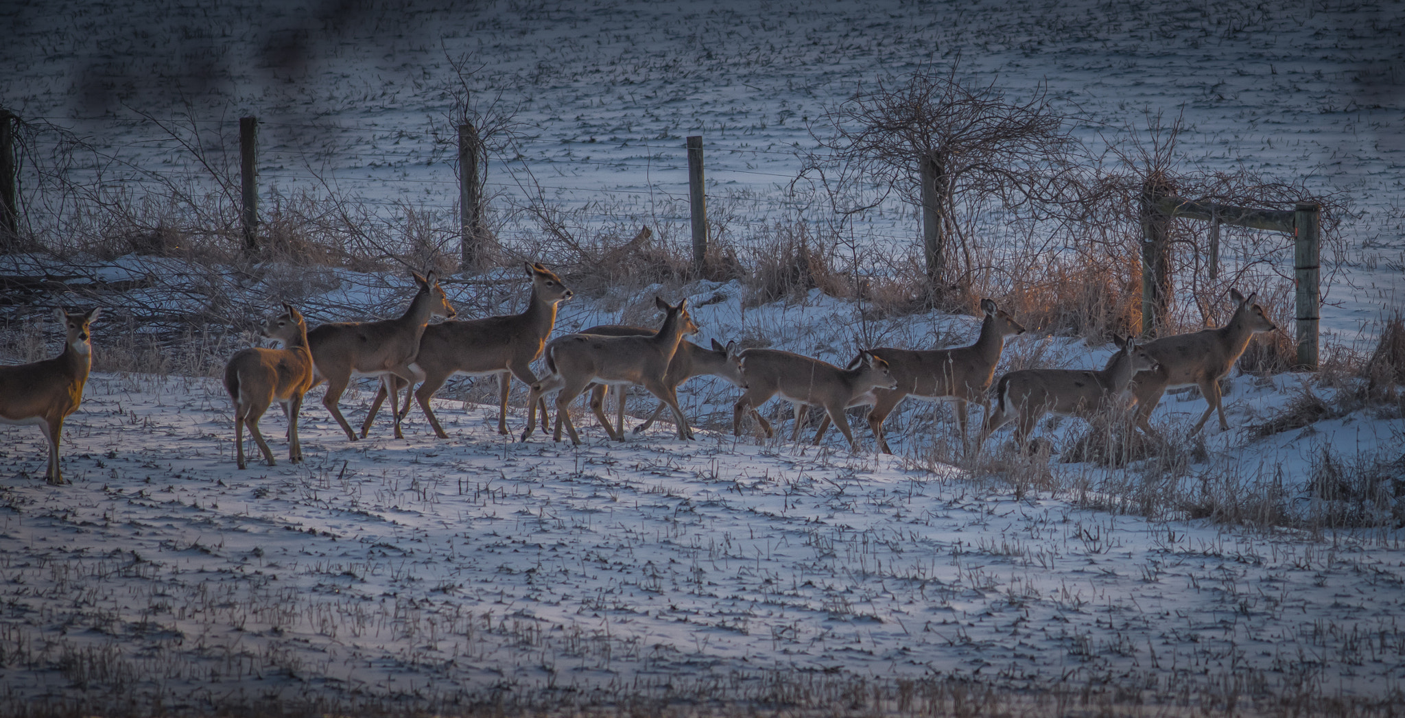 Nikon D810 + AF Nikkor 300mm f/4 IF-ED sample photo. Heading home photography