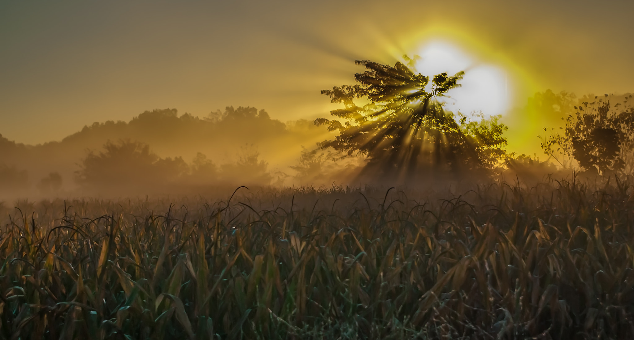 Nikon AF-S Nikkor 28-70mm F2.8 ED-IF sample photo. Corn angel photography