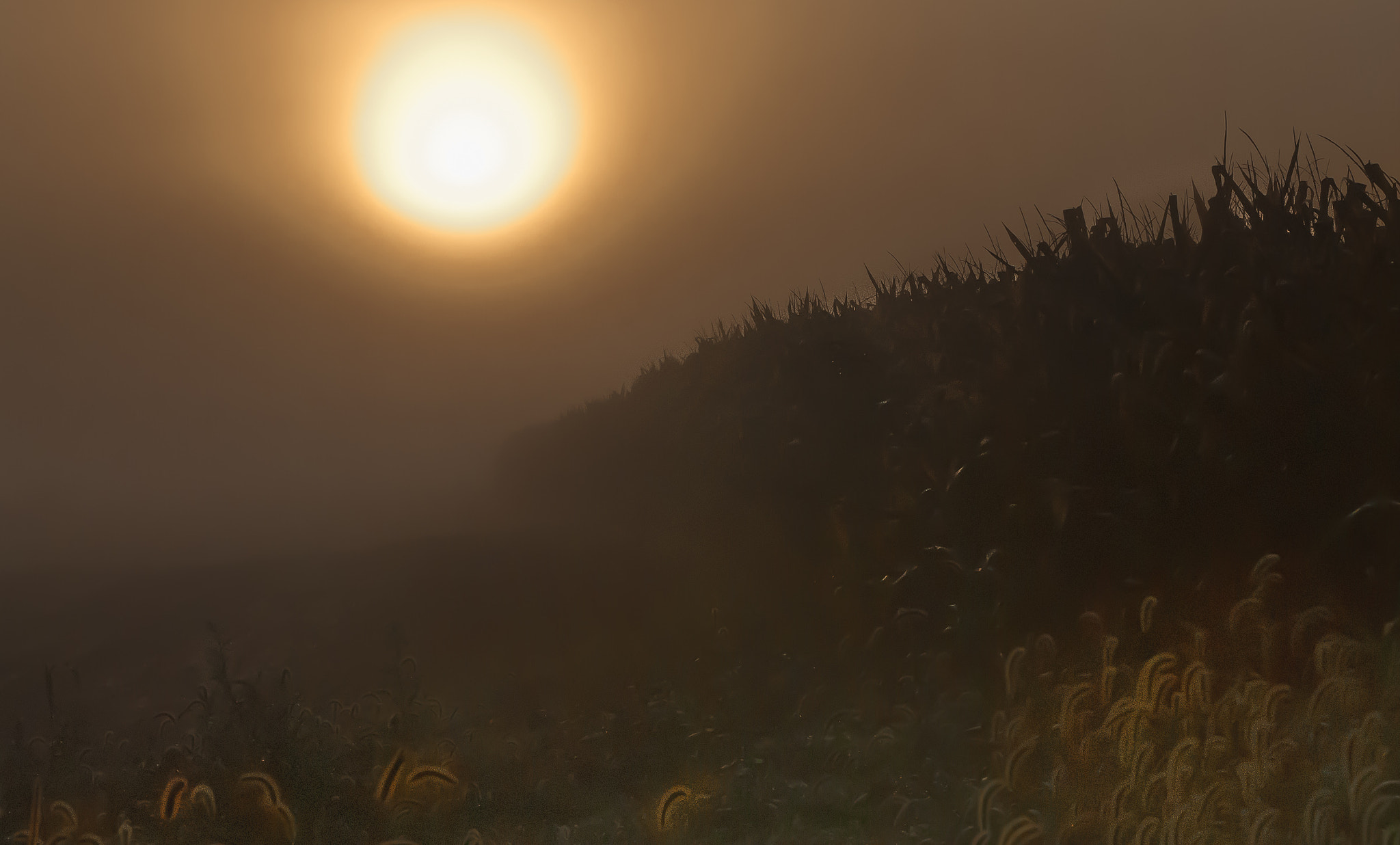 Nikon AF-S Nikkor 28-70mm F2.8 ED-IF sample photo. Corn mist photography