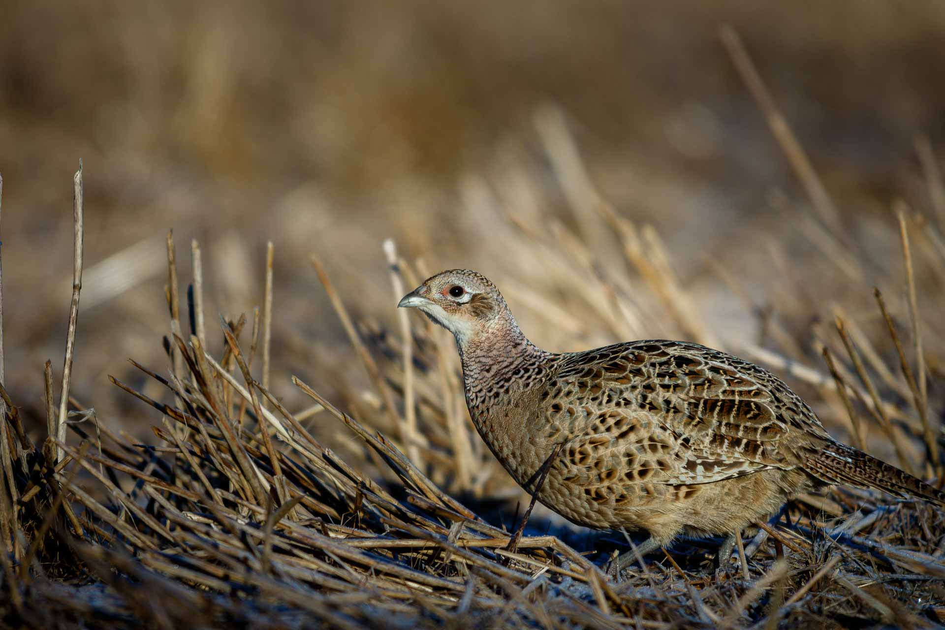 Canon EF 300mm f/2.8L + 1.4x sample photo. Phasianus colchicus photography