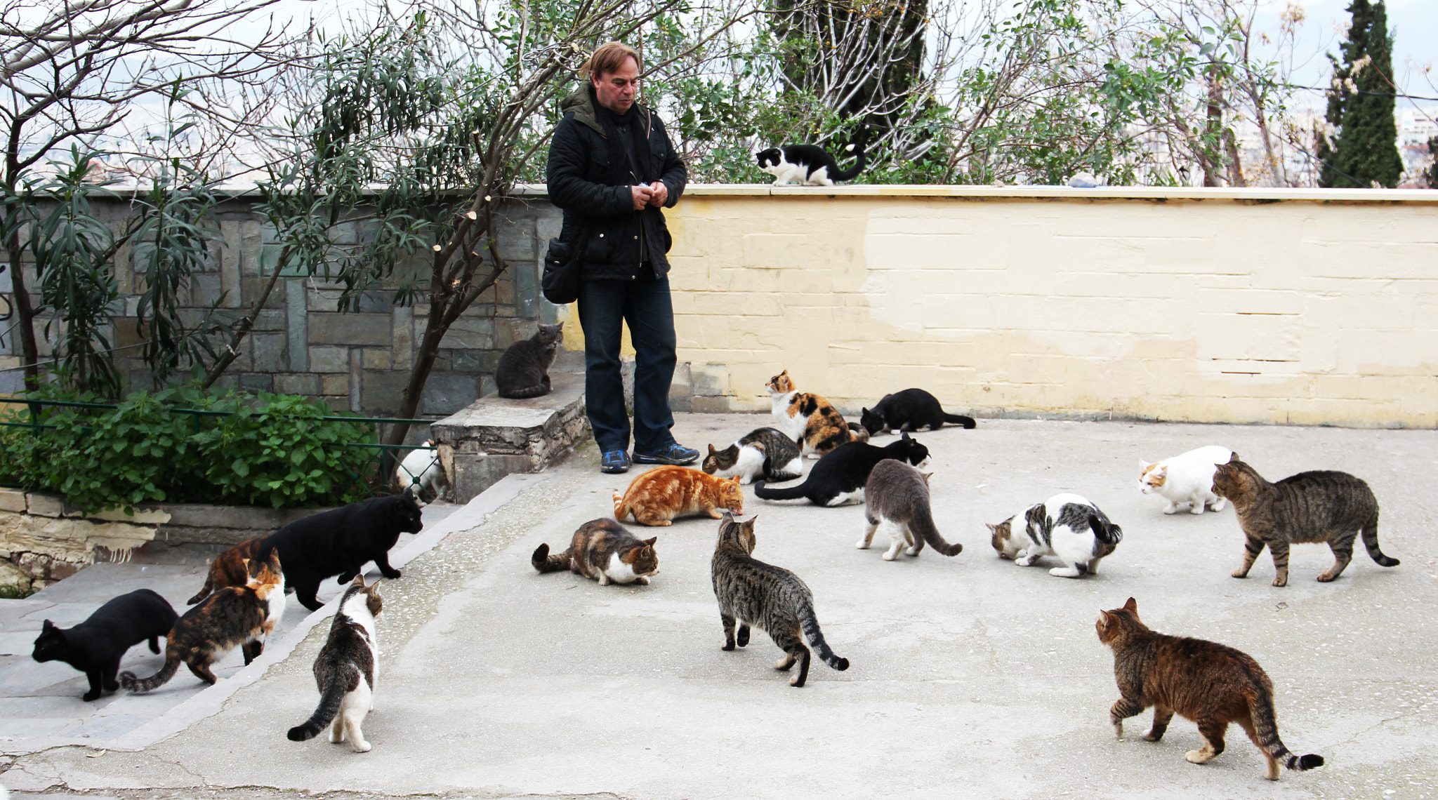 Canon EF 24-105mm F3.5-5.6 IS STM sample photo. Cats in plaka photography