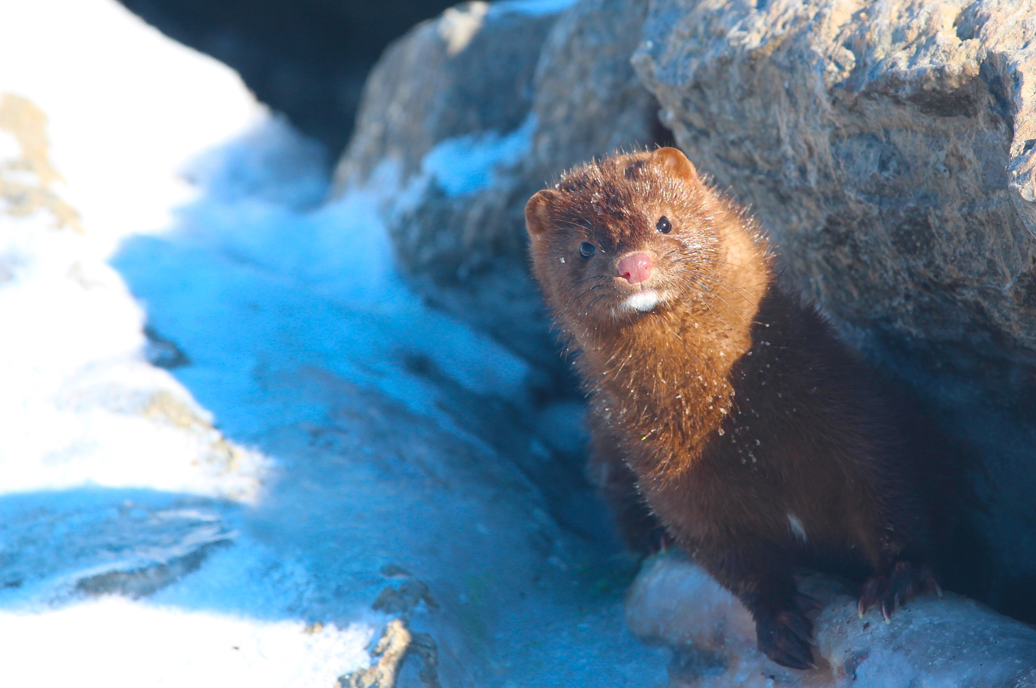Canon EF 70-200mm F4L IS USM sample photo. Curious mink photography