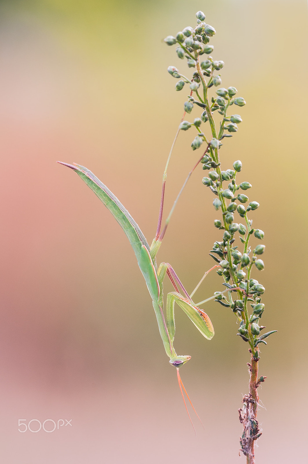 Sigma 150mm F2.8 EX DG Macro HSM sample photo. Mantis religiosa photography