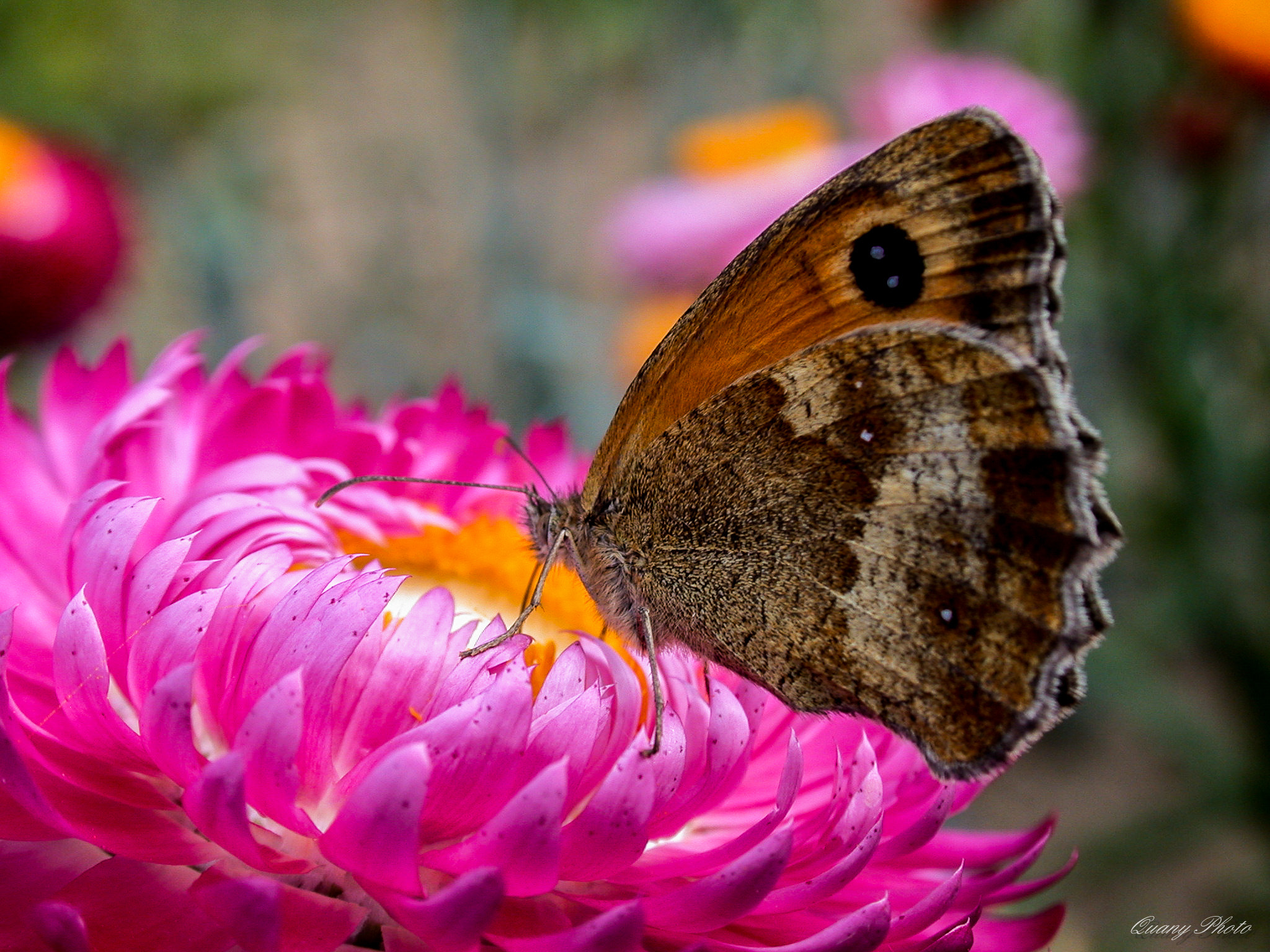 Nikon E995 sample photo. Bapillon photography