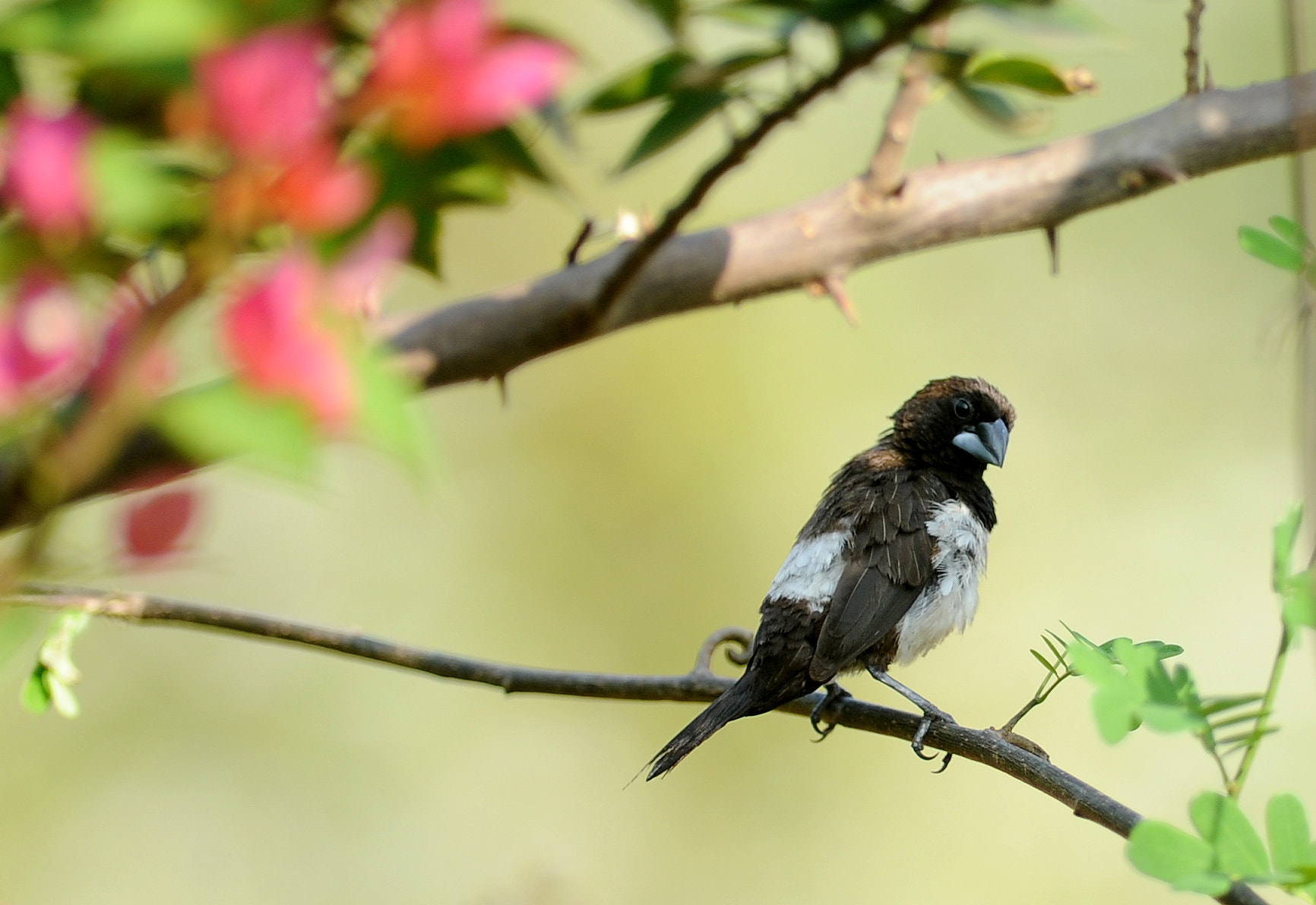 Nikon AF-S Nikkor 300mm F2.8G ED VR II sample photo. Sparrow and flowers photography