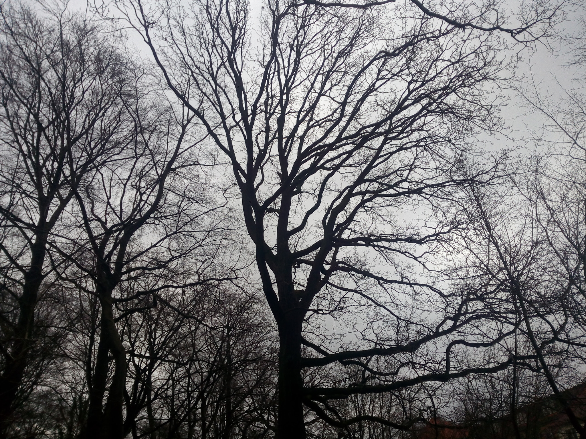 Micromax A316 sample photo. Nerves of tree under clear sky photography
