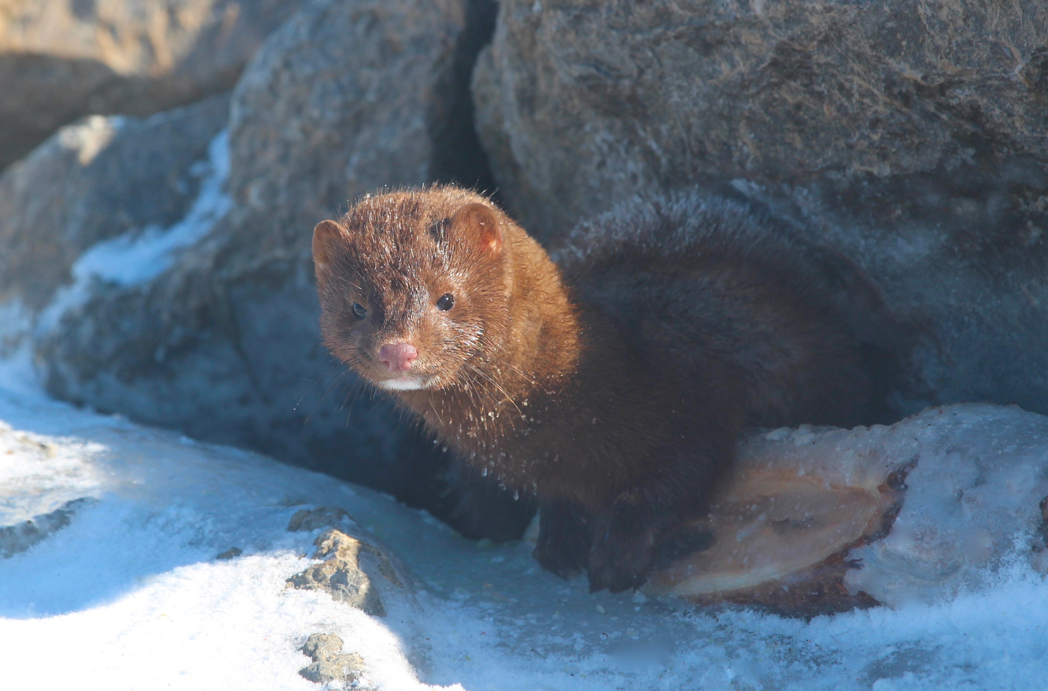 Canon EF 70-200mm F4L IS USM sample photo. Winter visitor photography