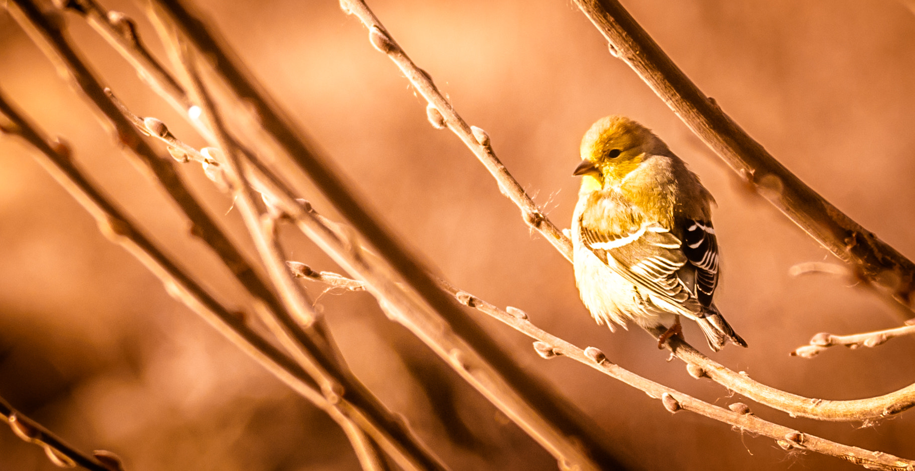 Sigma 150-600mm F5-6.3 DG OS HSM | C sample photo. Female yellow finch photography