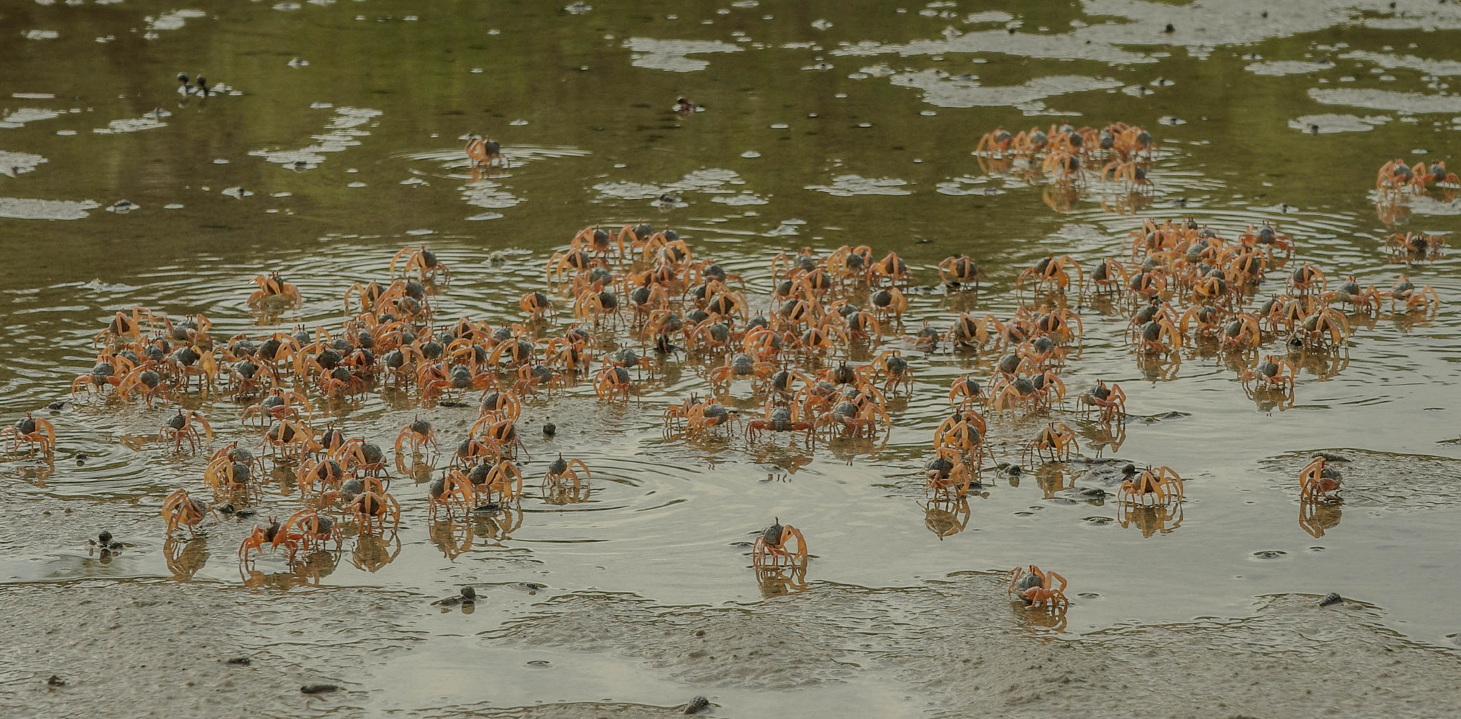 Pentax K200D + Sigma sample photo. A bit crowded photography