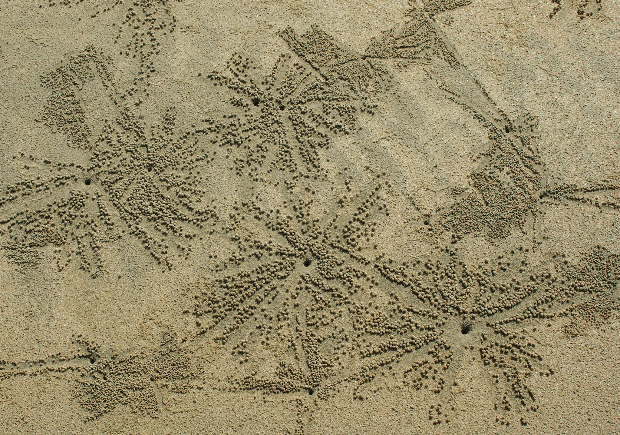 Pentax K200D + Sigma sample photo. Crabs' art photography